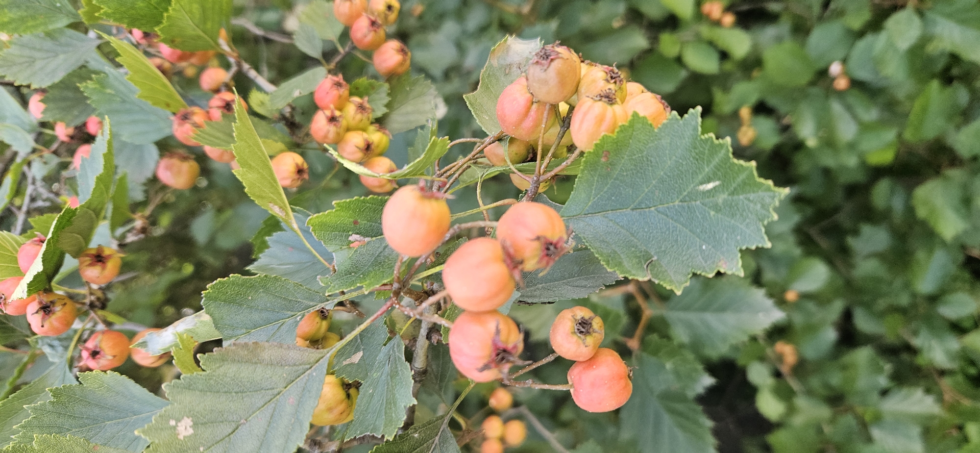 The image shows a close-up view of a hawthorn bush with ripe, orange-red berries and green leaves. The berries are clustered together on thin branches. The leaves are serrated and have a rough texture. The background is a blur of green foliage, suggesting a natural outdoor setting. The image appears to have been taken in Vitsebsk, Belarus, during the daytime, likely in late summer or early autumn when the berries are mature.