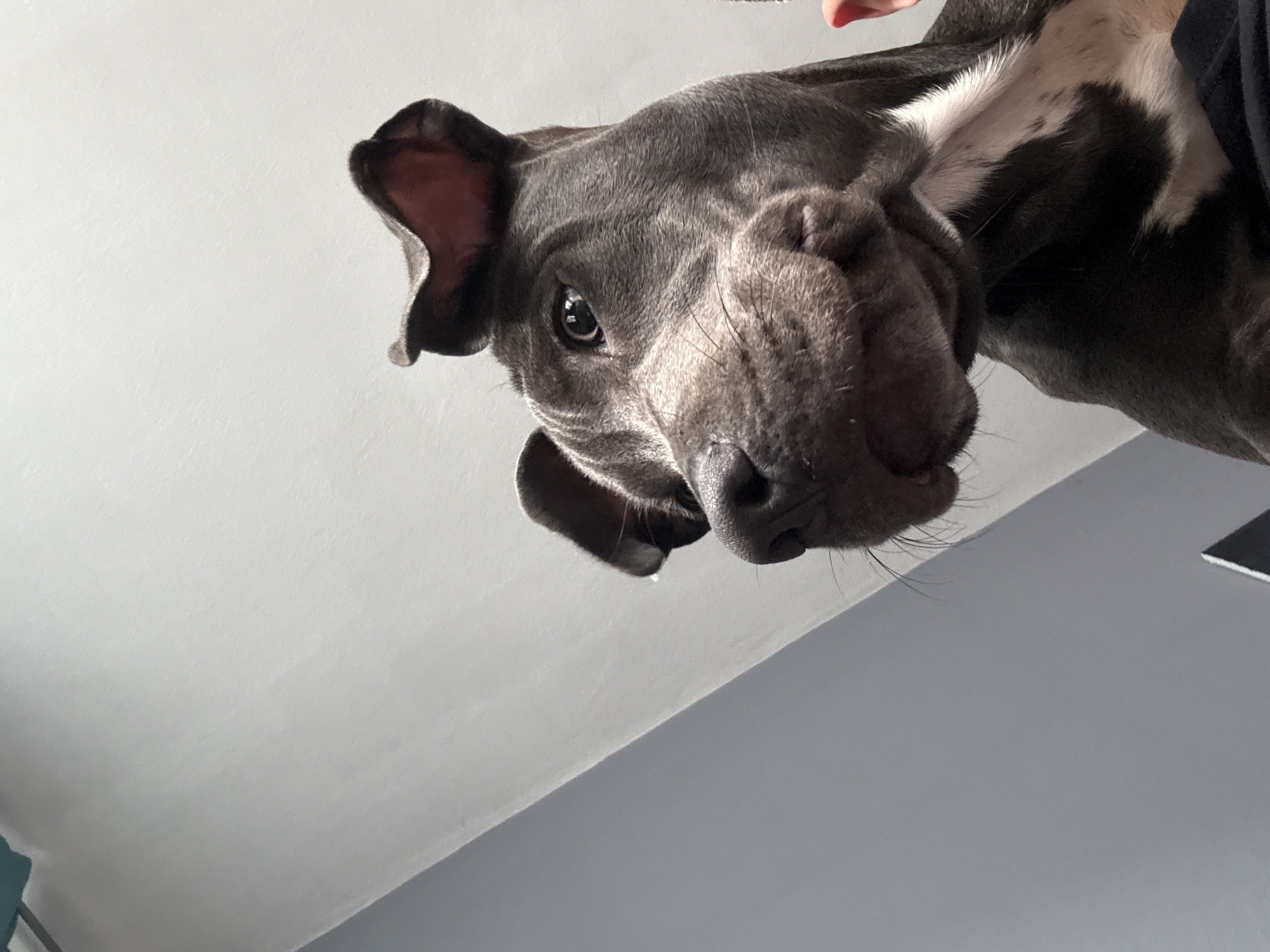 A close-up, low-angle shot depicts a gray-blue pit bull dog's head and upper body. The dog's face is wrinkled around its snout. Its left ear is partially visible. The dog is indoors. The location is impossible to determine.