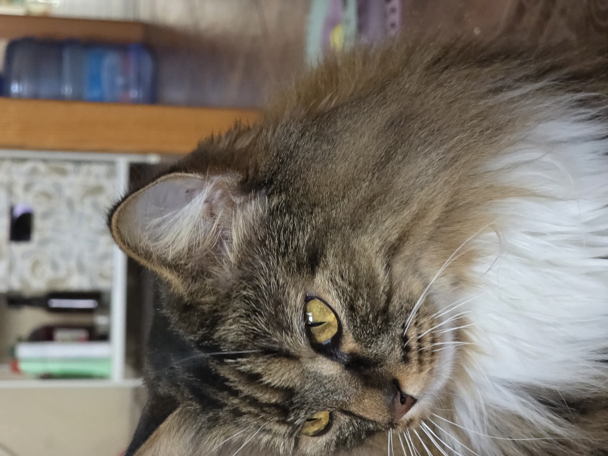 The image is a close-up portrait of a long-haired tabby cat with striking yellow eyes. The cat is positioned on the right side of the frame, looking to the left. Its fur is a mix of brown, black, and white, with a prominent white bib. The background is blurred, but appears to be an indoor setting with shelves containing various objects, a wooden pillar, and a large blue water cooler bottle. The scene is brightly lit, highlighting the cat's features. There is no indication of the city of Omsk, Russia, or any other specific geographical location.