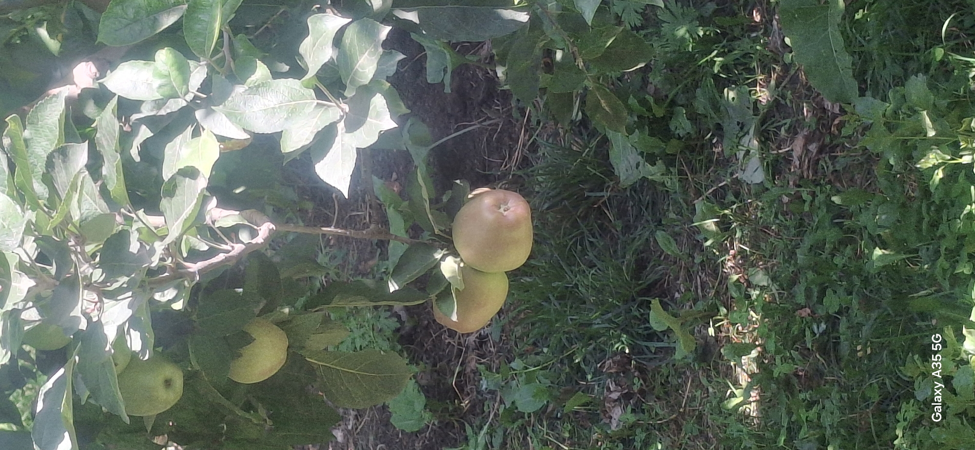 A close-up, eye-level shot captures a branch of an apple tree laden with fruit in Djiyde, Kyrgyzstan. Several green and reddish apples hang from the branch, some partially obscured by lush green leaves. The dappled sunlight casts shadows across the scene, highlighting the textures of the leaves and the smooth skin of the apples. In the foreground and background, the ground is covered with a mix of grass, dry leaves, and soil, suggesting an outdoor, natural setting. The overall impression is one of a tranquil, sun-drenched orchard.