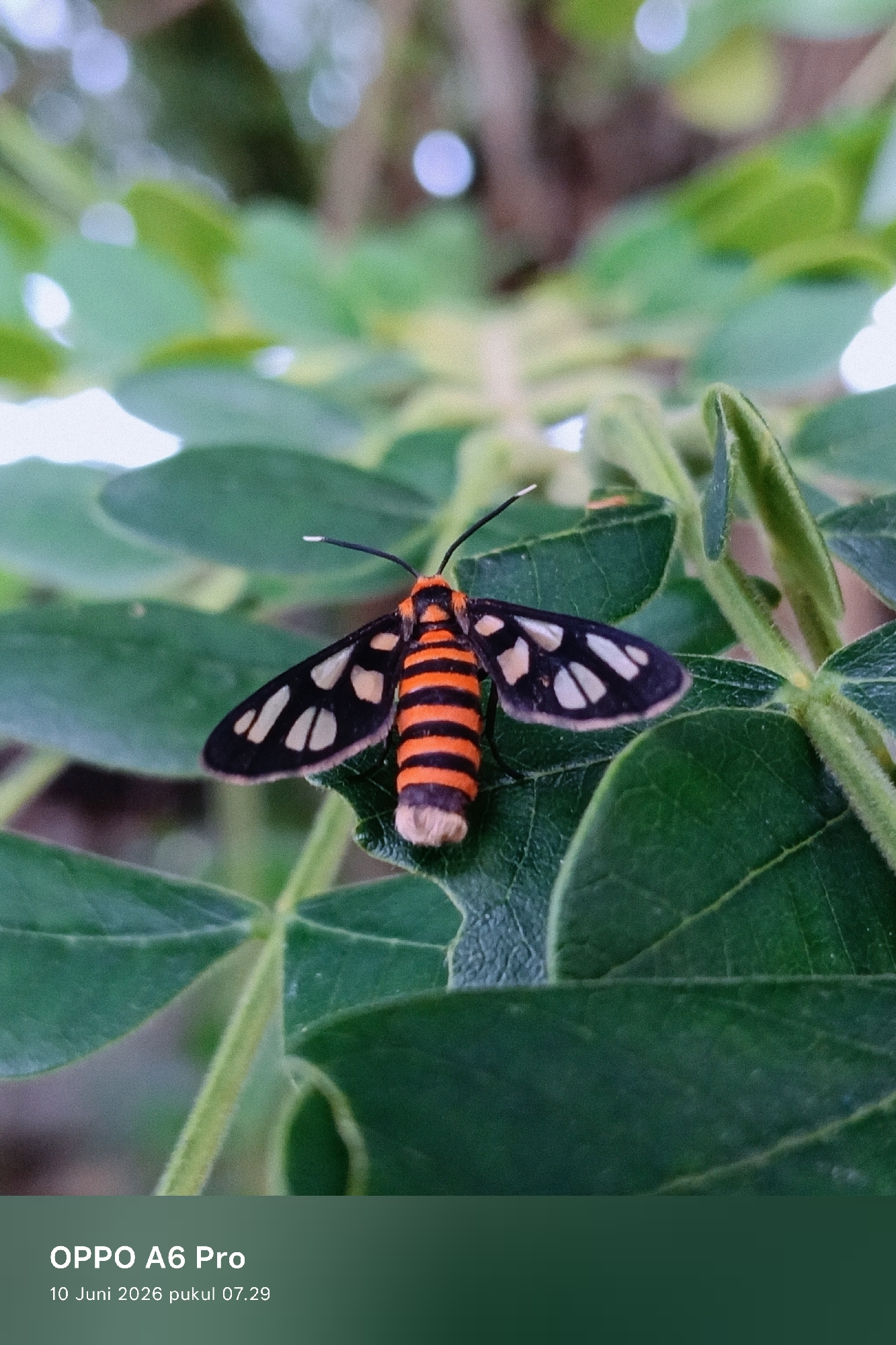 A moth with orange and black striped abdomen and black wings with white spots rests on a green leaf. The background is blurred green foliage. The bottom of the image contains text that reads "OPPO A6 Pro" and "10 Juni 2026 pukul 07.29". This photograph was taken in Lhokseumawe, Indonesia.