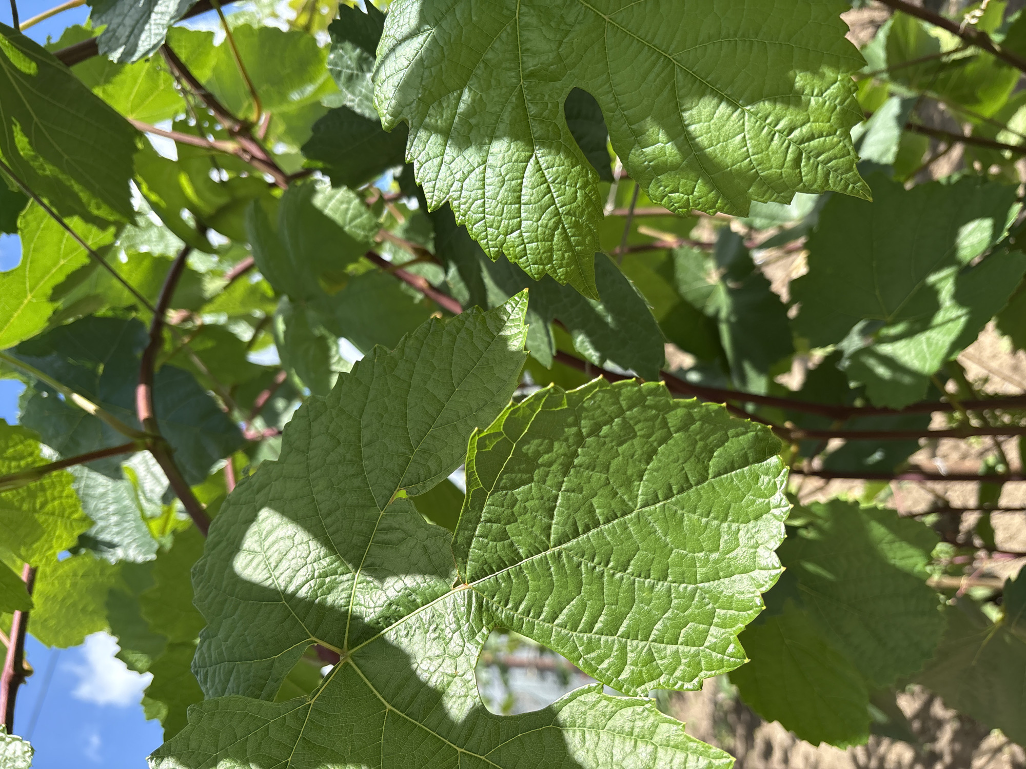 This is a close-up, low-angle, vertical shot of green grape leaves on a vine. The leaves are detailed, showing veins and serrated edges, with some areas casting shadows from sunlight. The background is blurred, revealing more leaves, thin reddish-brown stems, and hints of a bright blue sky with white clouds. The ground below appears to be dirt. The image was taken in Orsk, Russia. There are no people or animals visible in the image, and no specific actions are taking place.