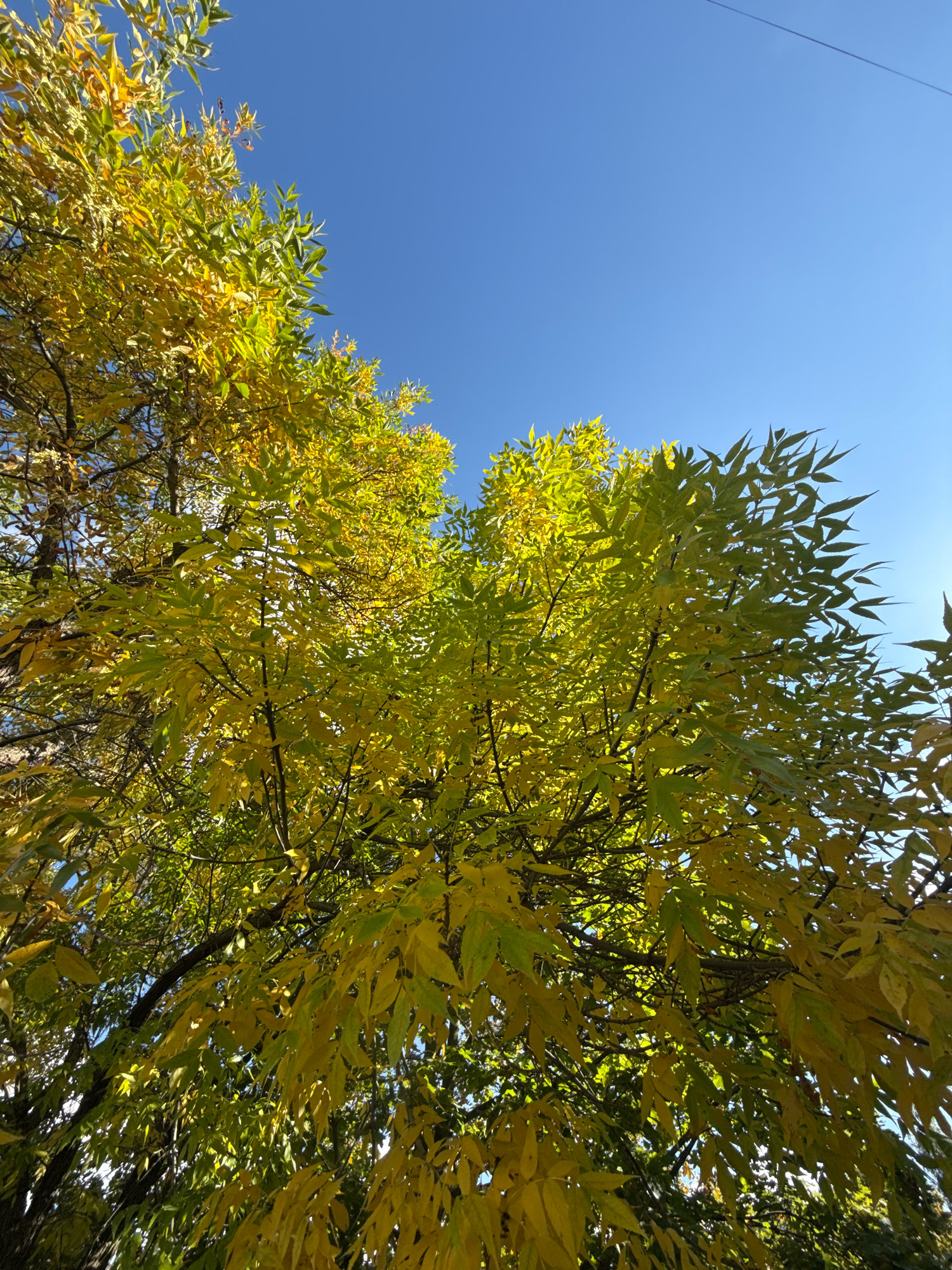 In Mikashevichy, Belarus, an upward-angle shot captures a tree with leaves transitioning to yellow and green hues against a clear, vibrant blue sky. A thin, dark electrical wire is visible diagonally across the upper right portion of the sky. The sunlight illuminates the leaves from behind, creating a dappled effect and highlighting the transition of seasons.