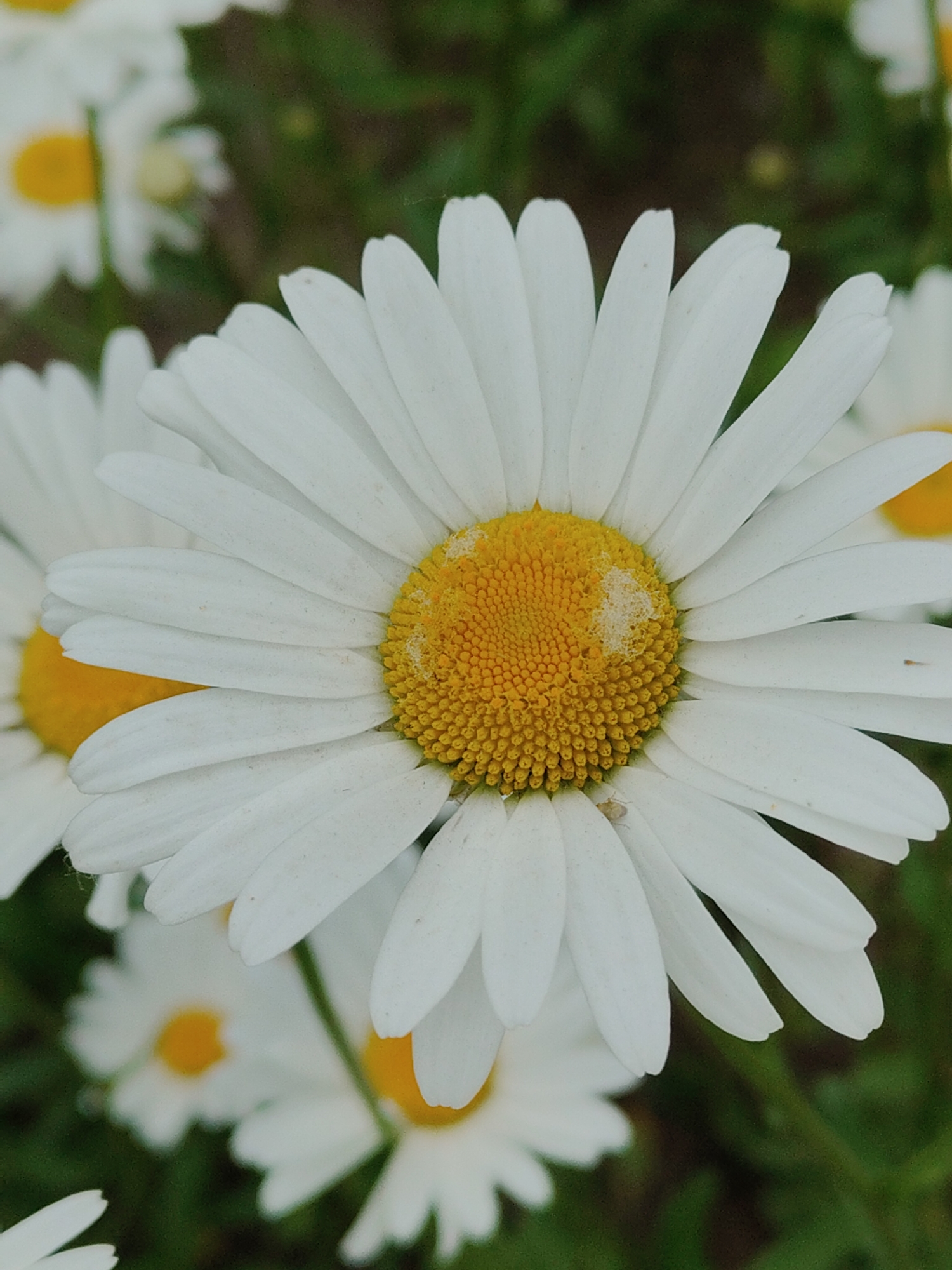 A close-up, vertical shot focuses on a white daisy with a yellow center, its petals fanning out. In the background, other white daisies are blurred, with green foliage. One small insect is visible on a petal of the main daisy. The image is likely taken outdoors in a natural setting. There are no people or man-made structures present in the image.