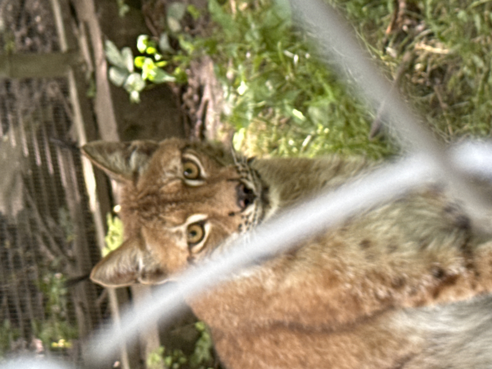 A medium shot captures a lynx from the chest up, its gaze fixed on the viewer. The lynx has striking yellow eyes and tufted ears, with a reddish-brown coat speckled with darker spots. Its head is turned slightly to the left, revealing its alert expression. The animal is positioned in what appears to be an outdoor enclosure, with a wire fence in the foreground partially obscuring the view. Behind the lynx, the environment consists of green foliage, dry grass, and wooden structures, suggesting a zoo or wildlife park setting. The lighting suggests it is daytime, with dappled sunlight filtering through. The location of this scene in Dobrich, Bulgaria, is not determinable from the visual information present.
