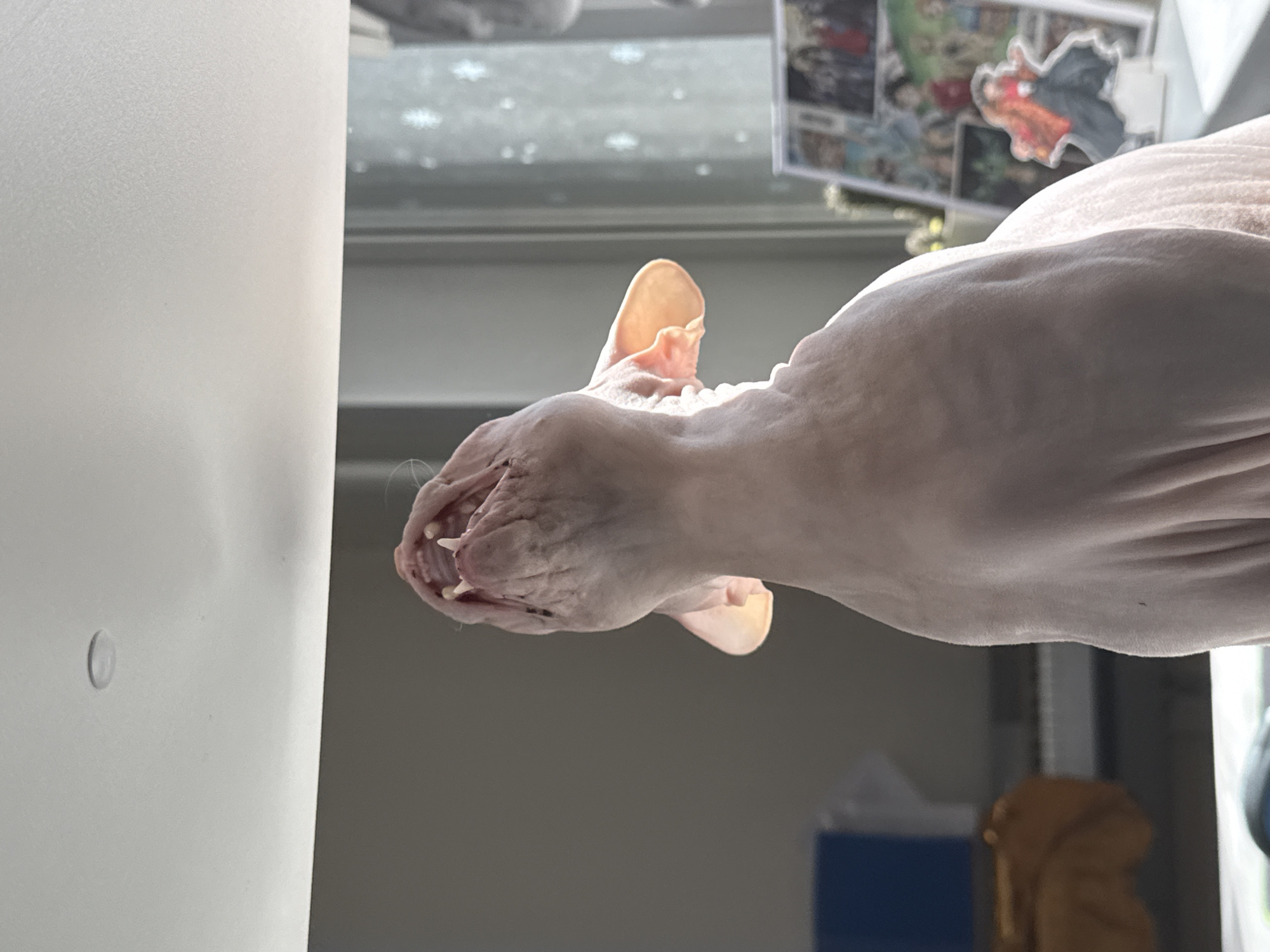A hairless cat, likely a Sphynx breed, is captured mid-yawn or vocalization, with its mouth wide open revealing sharp teeth and a pink tongue. The cat's head is tilted back and slightly upwards. The scene appears to be indoors, possibly a room with natural light streaming in from a window, indicated by the bright illumination on the cat's head and ear. The background is softly blurred, showing hints of a light-colored ceiling with a circular fixture, a grey wall, and a window with a frosted or sheer curtain. To the right, a framed collage of images, possibly anime characters or photographs, is visible, along with a small green plant. On the left, a dark blue object and a brown cloth item are partially discernible. The overall lighting suggests it is daytime. There are no people visible in the image. The setting does not contain any specific landmarks or elements that would indicate its location in Krasnoyarsk, Russia.