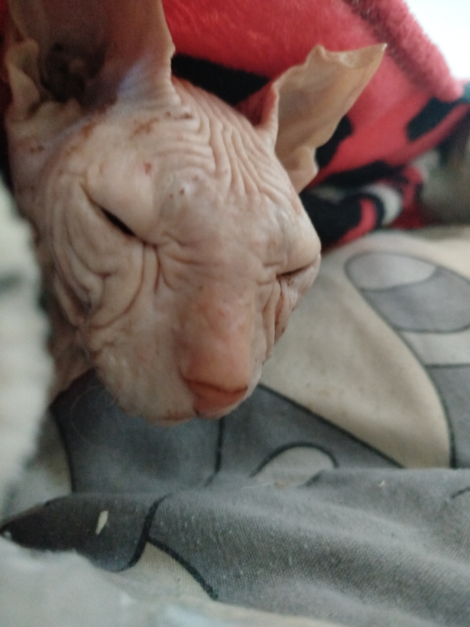 The image shows a close-up of a Sphynx cat sleeping. The cat is mostly pink with visible wrinkles on its face. It is partially covered by a red and black patterned blanket. The background consists of patterned fabric, possibly a bedspread or blanket, in shades of beige and gray. There is no indication of the city of Zavodoukovsk, Russia, or any urban environment.