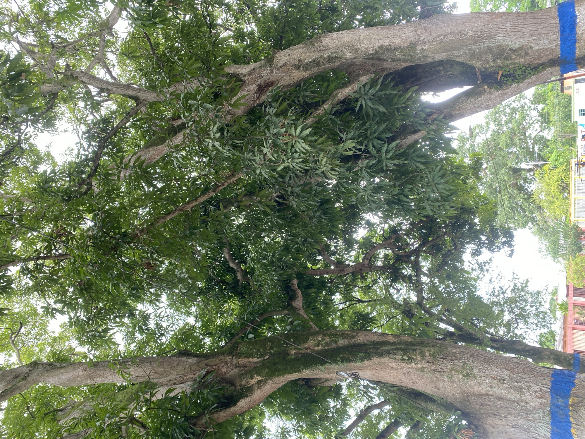 Looking up, the image captures a dense canopy of green foliage interspersed with thick, gray tree branches. A vibrant blue stripe is painted vertically on one of the larger tree trunks on the right side of the scene. A building with windows and a facade is seen behind the trees. This photo was taken in the city of Tinaquillo, Venezuela.