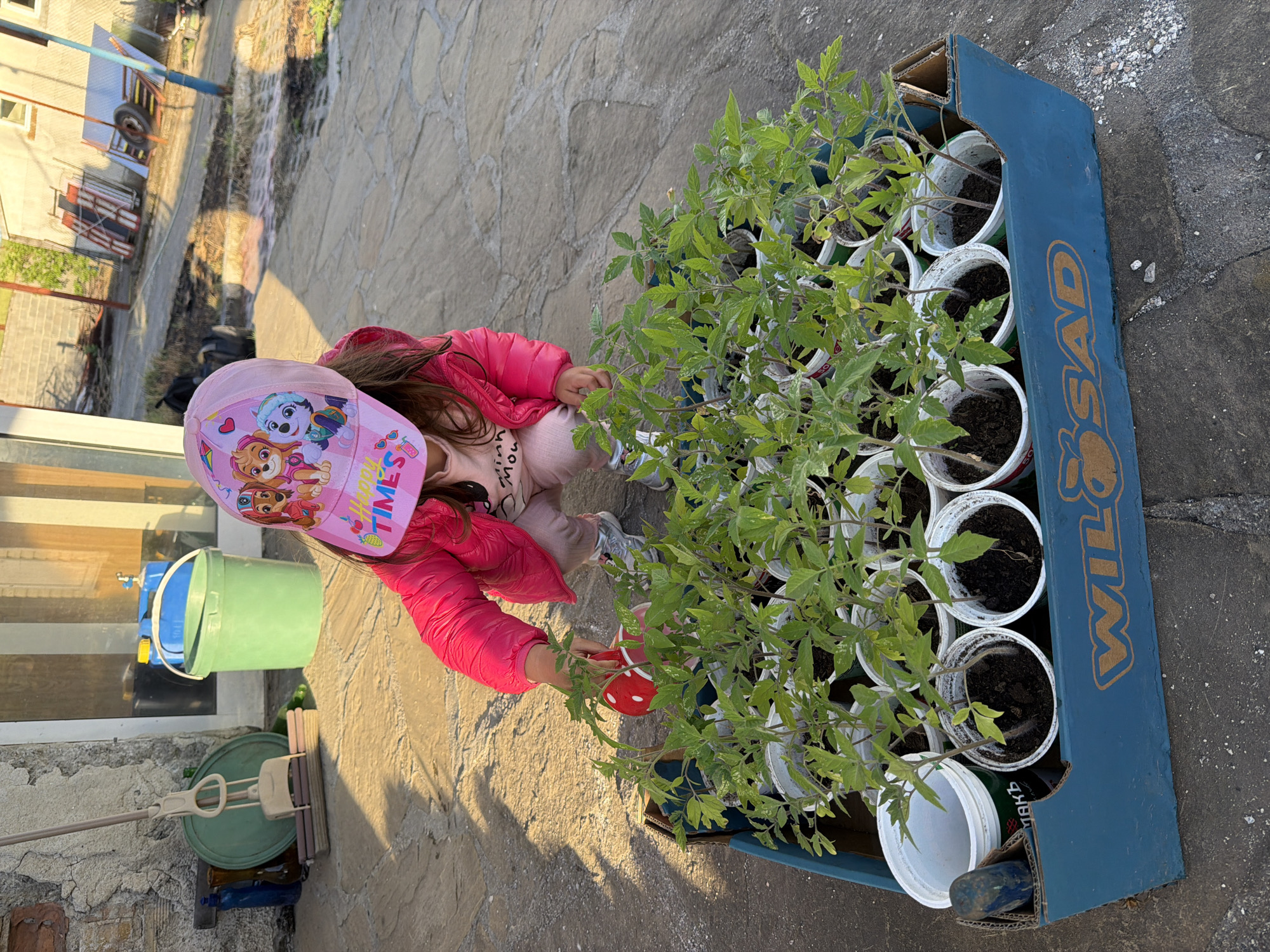 A young girl wearing a pink Paw Patrol hat and a pink jacket is kneeling next to a blue cardboard box containing numerous small white pots with tomato plants. She is holding a small red mushroom-shaped object. The scene is set on a paved patio, with cleaning supplies visible in the background near a light-colored wall. Based on the available information, the location is Dabnik, Bulgaria.