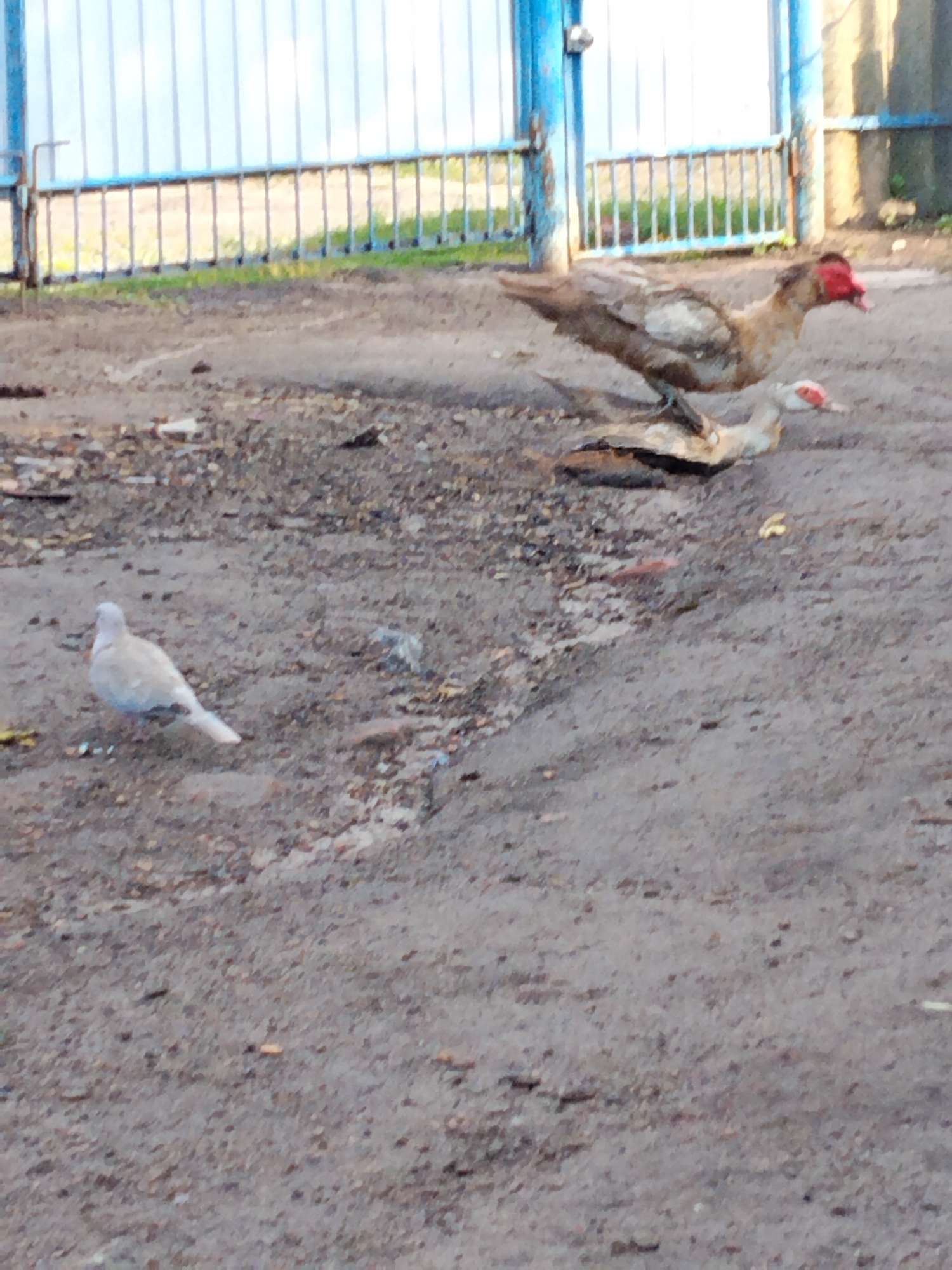 In Ustyvytsia, Ukraine, a light-colored dove stands on a gravel path. Behind it, two ducks, one larger with reddish facial caruncles and brown and white plumage, and a smaller white duck, are positioned near a metal fence. The fence is painted blue and grey, with vertical bars and horizontal supports. The ground is a mix of dirt, gravel, and scattered debris. The background features a white corrugated metal structure and more of the metal fence. The lighting suggests an outdoor setting, possibly during the day.