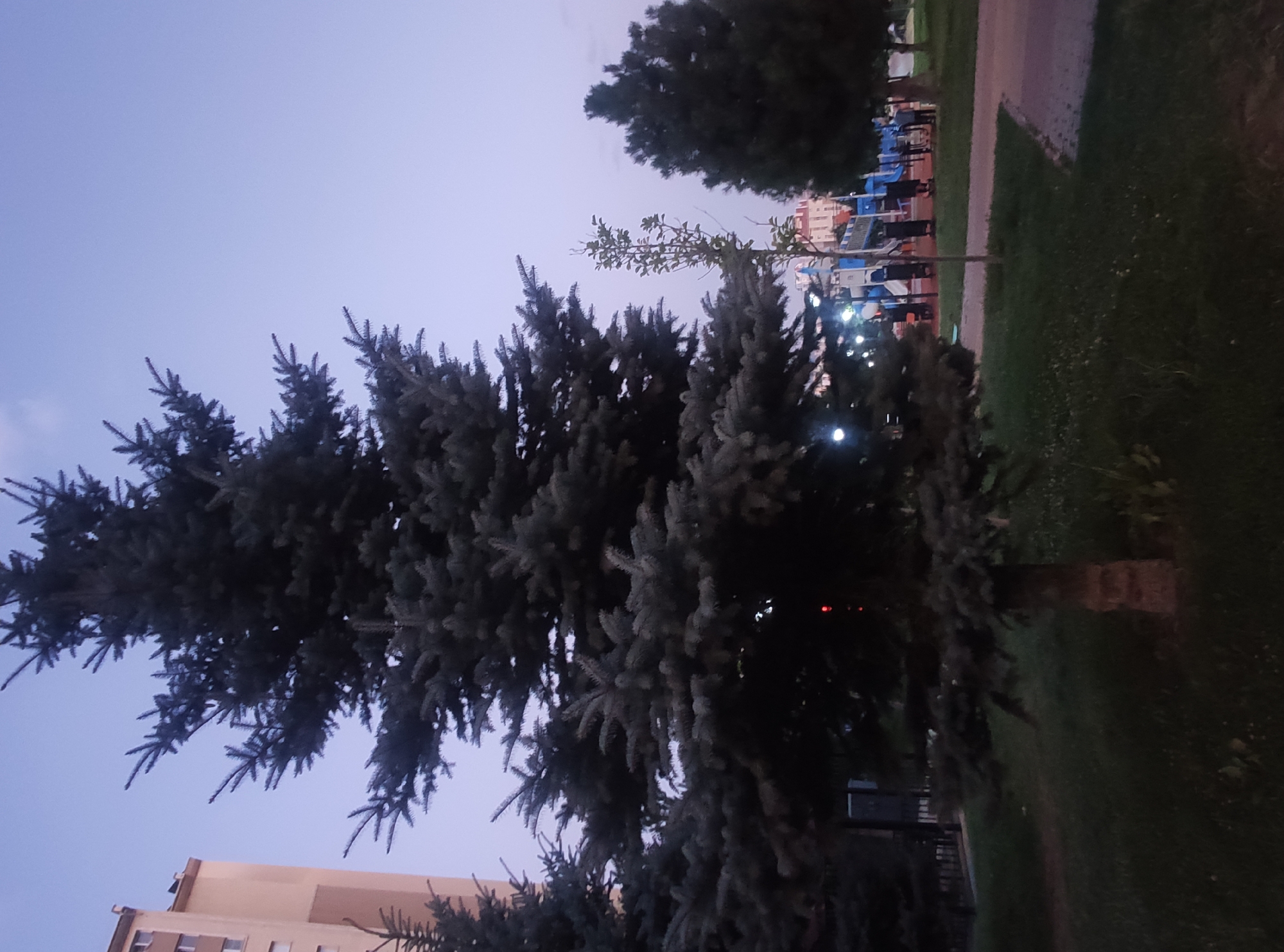 The image depicts a large evergreen tree in the foreground, with its branches extending across a significant portion of the frame. Behind the tree, a building with multiple floors and windows is visible on the left. In the mid-ground, a playground with blue and white structures and several individuals can be observed. A paved pathway runs through the scene. The sky is a pale blue, suggesting either early morning or late evening. The setting appears to be an urban park or residential area.