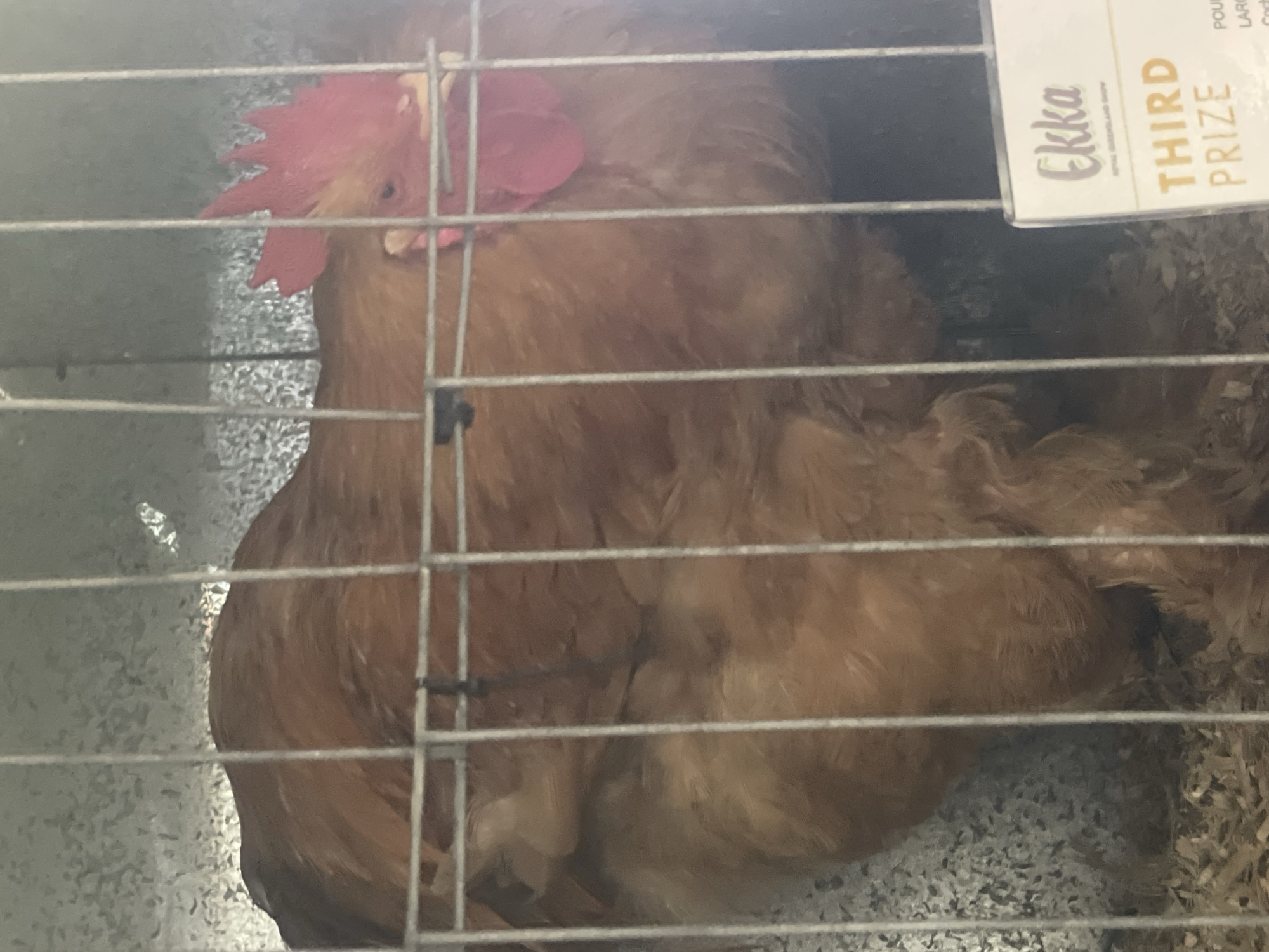 The image shows a close-up of a large, fluffy brown chicken with a bright red comb and wattle, enclosed in a wire cage. The chicken appears to be a prize-winning specimen, as a sign behind it reads "Ekka ROYAL QUEENSLAND SHOW THIRD PRIZE". The Ekka is the annual Royal Queensland Show, held in Brisbane, Australia. The showgrounds are located in the suburb of Bowen Hills, a district within the City of Brisbane. The cage is made of thin metal bars, and the background is a textured gray metal surface. The floor of the cage is covered with wood shavings. The lighting is somewhat uneven, with some areas brighter than others.