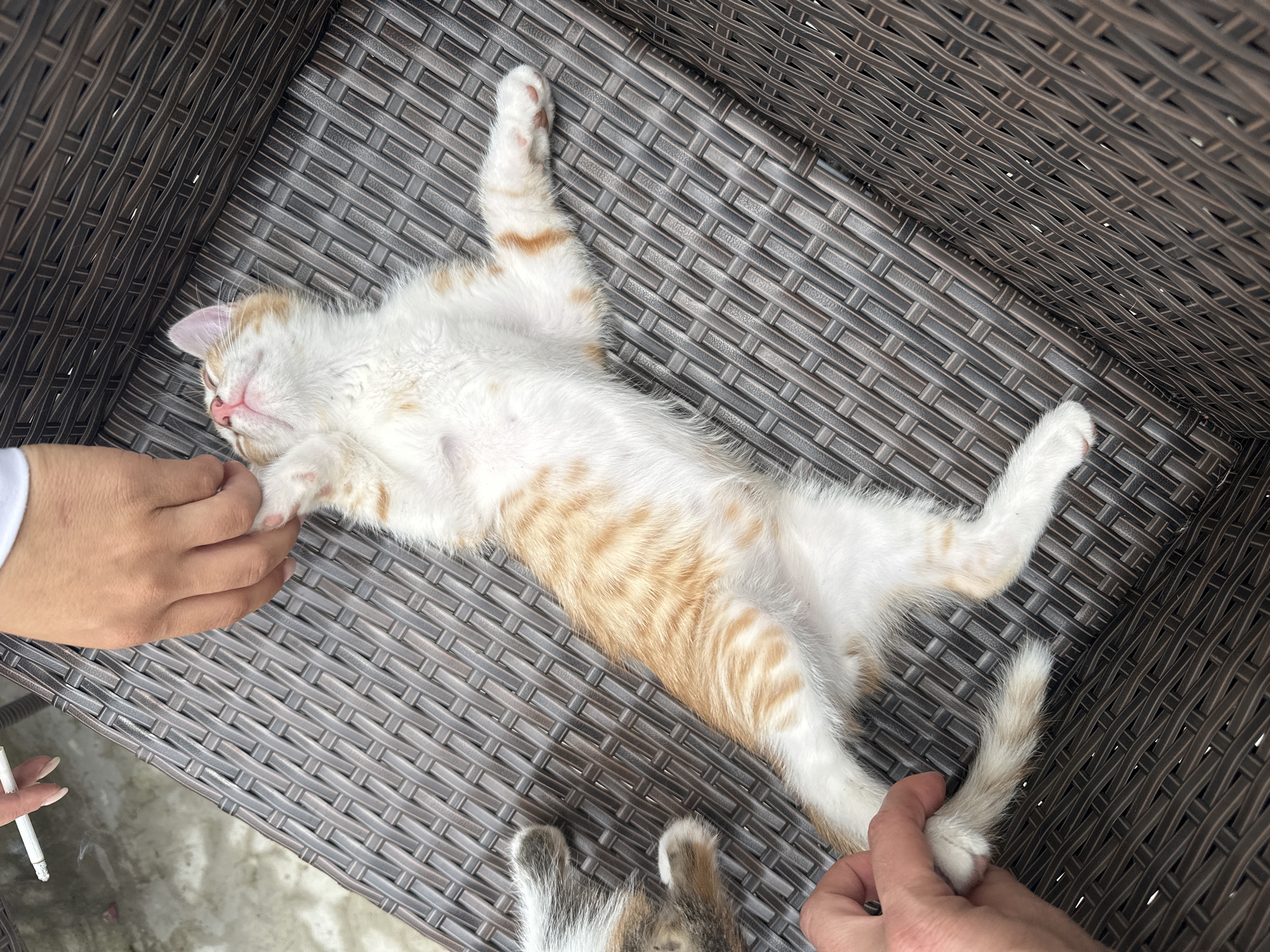 A ginger and white kitten is lying on its back on a brown, woven chair. Two hands are gently touching the kitten's tail and paw. Another kitten is partially visible to the right of the frame. The setting appears to be outdoors, with a glimpse of a concrete surface and some greenery. The image is taken from a high angle, looking down at the kittens. The location is identified as General Toshevo, Bulgaria.
