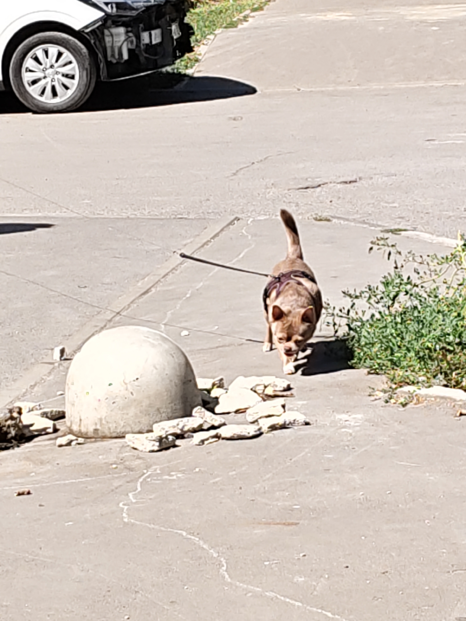 A small, tan-colored dog, wearing a dark harness and leash, walks on a concrete path next to a patch of green foliage. The dog is positioned in the center right of the frame, facing forward. To the left of the dog is a large, light-colored, rounded concrete object, possibly a bollard, surrounded by scattered pieces of broken concrete. In the background, a white car with its front end damaged and bumper missing is parked on the left side of the image. The scene appears to be an outdoor urban environment, likely in Rostov-on-Don, Russia, given the style of the car and the general urban setting. The lighting suggests it is daytime.