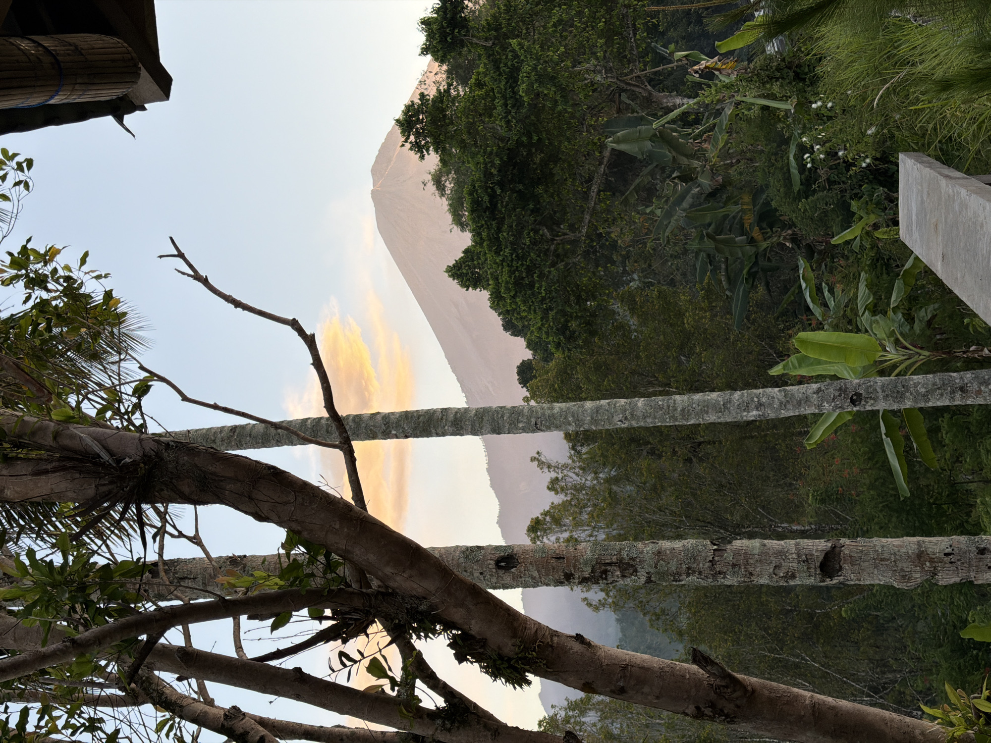 This photograph captures a serene natural landscape, likely on the outskirts of Sidomulyo, Indonesia, with Mount Bromo dominating the background. The foreground is partially obscured by several trees, their trunks varying in texture and color. One prominent tree in the left foreground has rough, dark bark and is adorned with green foliage and some smaller, lighter-colored branches. To its right, two slender, lighter-colored tree trunks stand tall, one with a rough, textured surface and a dark cavity, and another that appears smoother and grayer. A dense canopy of lush green trees and banana plants forms a midground, creating a rich tapestry of vegetation. In the far distance, the majestic Mount Bromo rises, its slopes bathed in the soft, warm light of a setting or rising sun. A faint cloud, tinged with orange and yellow hues, hovers near the peak of the volcano. The sky above is a pale blue, transitioning to a lighter shade near the horizon. A concrete ledge or platform is visible in the lower right corner of the frame, suggesting a human-made element within the natural setting. The overall impression is one of tranquility and natural beauty, characteristic of the Indonesian countryside.