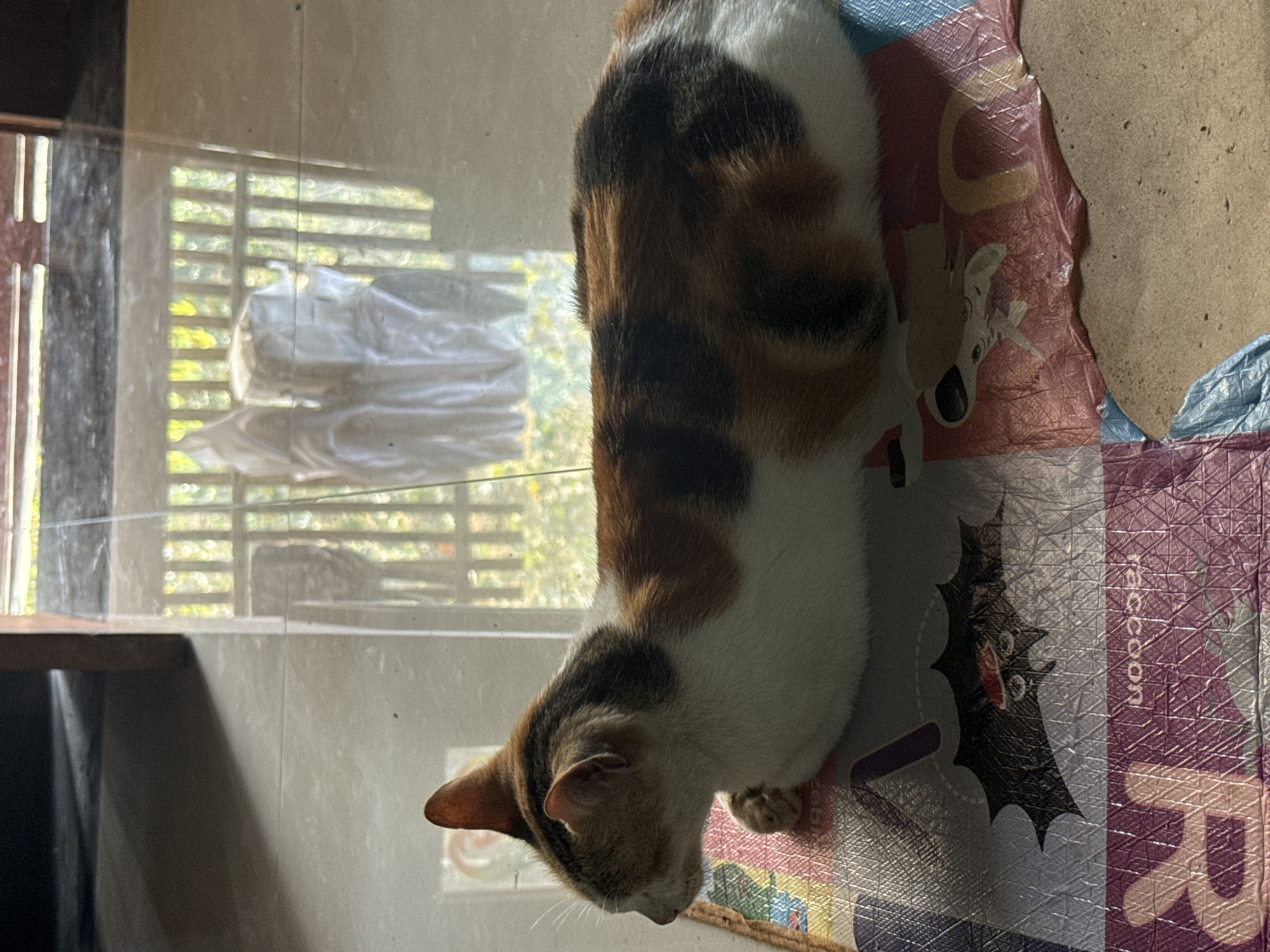 A tortoiseshell cat is lying on its side on a colorful mat in a room. The mat has cartoon illustrations of animals, including a bat and the word "raccoon". The cat is white with patches of orange, brown, and black fur. Its head is turned to the left, and its eyes are closed. In the background, a window with vertical blinds is visible, with sunlight streaming through and casting shadows on the tiled floor. The scene appears to be indoors, possibly in a residential setting in Slahung, Indonesia.