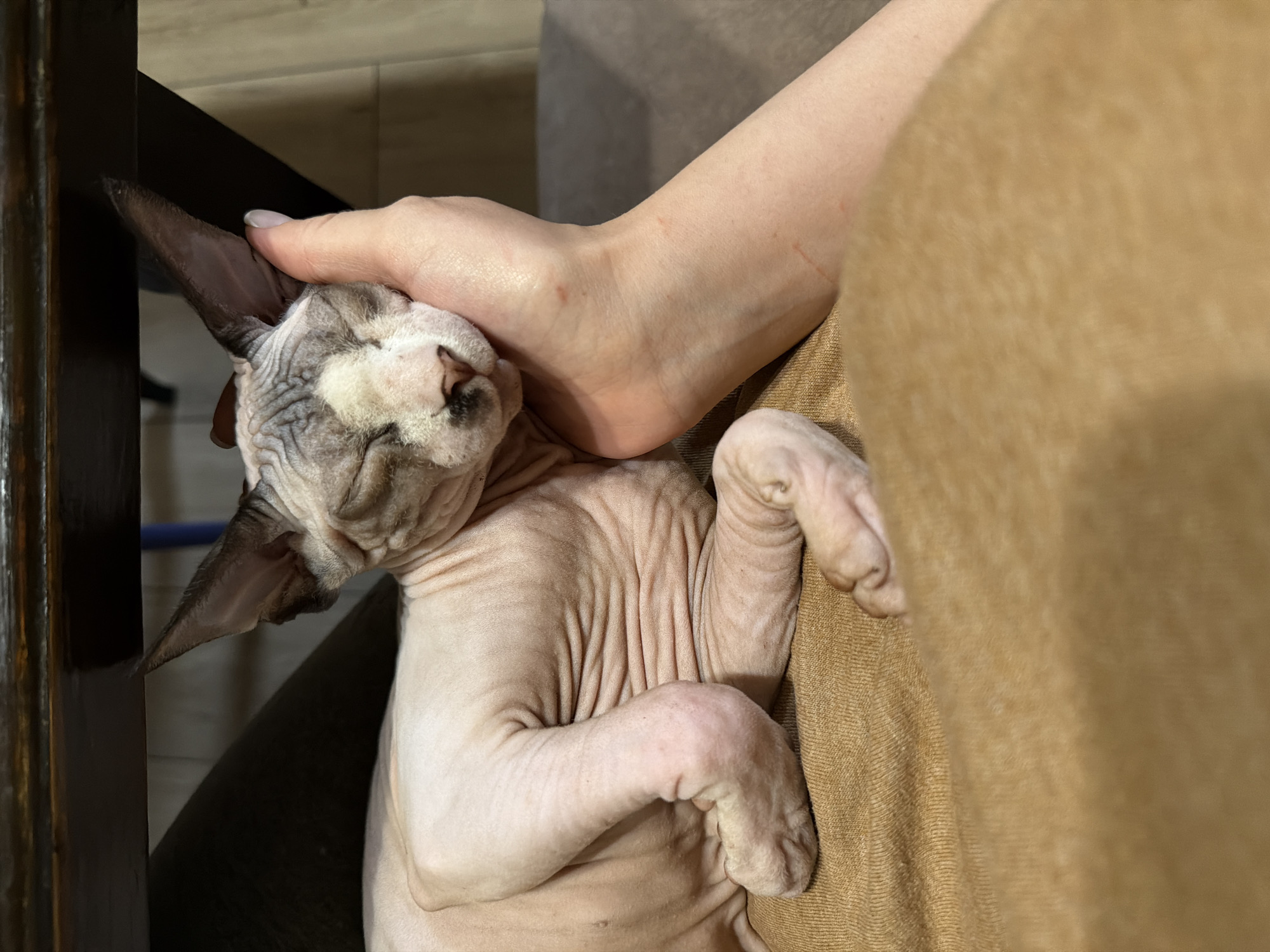 A vertical, close-up photograph depicts a hairless Sphynx cat with its eyes closed, resting its head within a human hand. The cat exhibits light pinkish-grey skin with extensive wrinkles across its face and visible body. Darker grey pigmentation is present on its forehead, around its closed eyelids, on its muzzle, and within its large, pointed ears. The cat's body rests on a textured, light brown or mustard-yellow fabric surface. A light-skinned human hand gently cradles the cat's head; a short, natural fingernail is visible on the thumb. Multiple small, red linear abrasions are present on the dorsal aspect of the human wrist and forearm. In the upper background, a dark, polished wooden edge is visible. Below this edge, a dark, indistinct object is present, leading to a lighter, blurred wall or floor surface in the distant background. The scene is located in Unknown, Unknown.