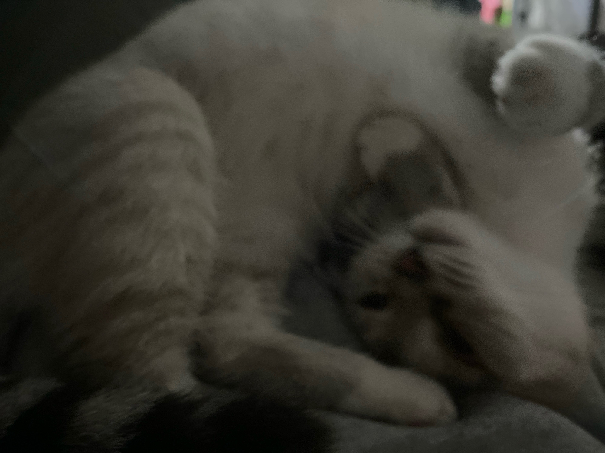 A cat is lying on its back, curled up on a dark surface. Its eyes are closed, and its paws are resting near its face. The cat's fur is light brown with darker stripes on its back. The background is dark and out of focus.