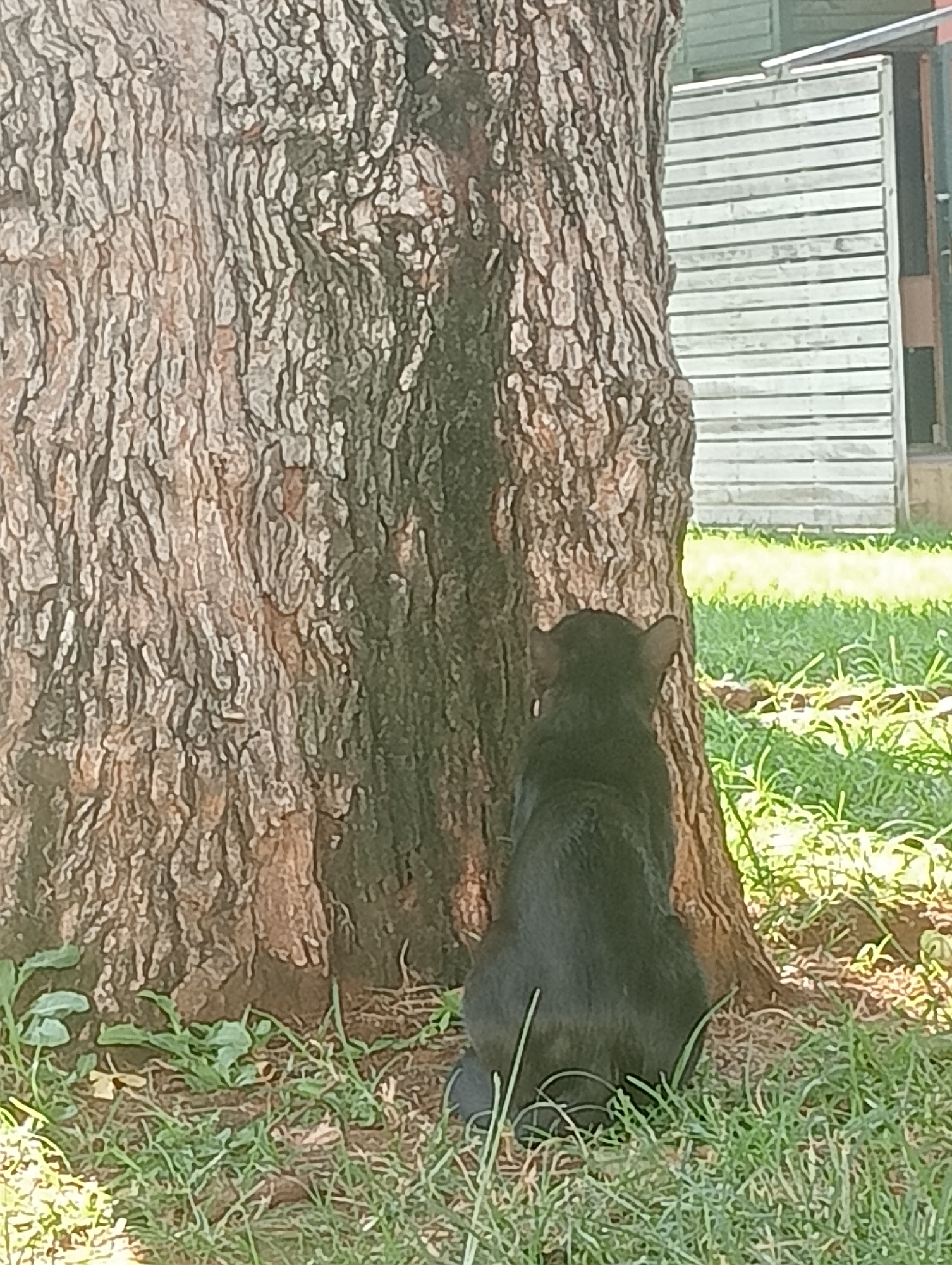 A black cat is seen from behind, sitting on the grass next to a large, rough-barked tree. The tree trunk dominates the left side of the frame. To the right of the tree, a white slatted structure, possibly a fence or screen, is visible, with a green wall behind it. The ground is covered with green grass and some small plants. The scene appears to be an outdoor setting, potentially a garden or yard. There is no specific indication of it being in Antalya, Turkey, other than the prompt's directive.