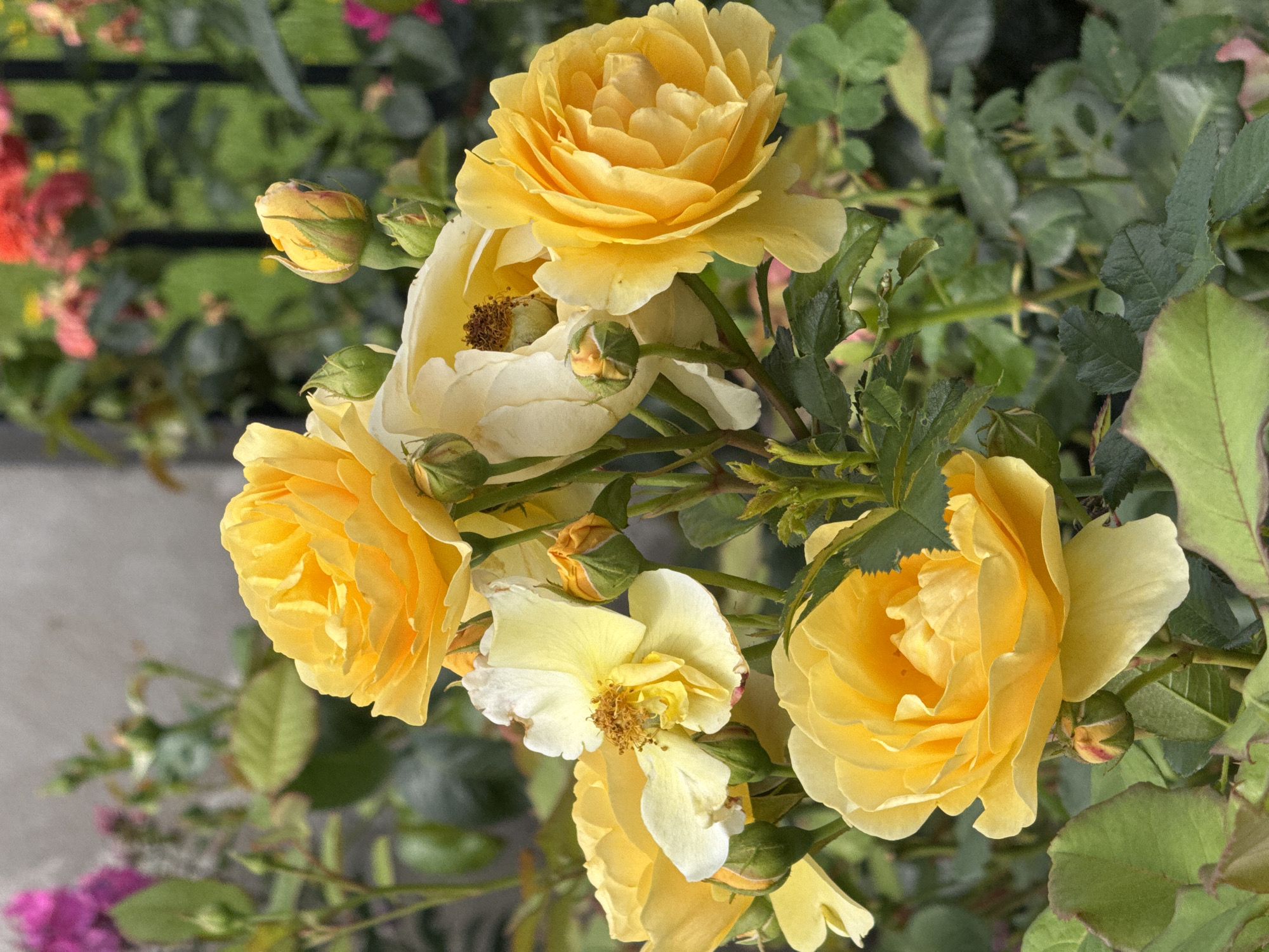 A close-up, eye-level, outdoor, medium shot captures a cluster of yellow roses and rosebuds in full bloom. The roses are varied in their openness, with some fully unfurled and others still in bud. The petals are a vibrant yellow, with hints of cream and white on some. The background is softly blurred, showing hints of green foliage, a grey wall, and a dark fence. The lighting suggests a daytime scene, possibly overcast. The image does not contain any people or animals. The location is not specified within the image itself.