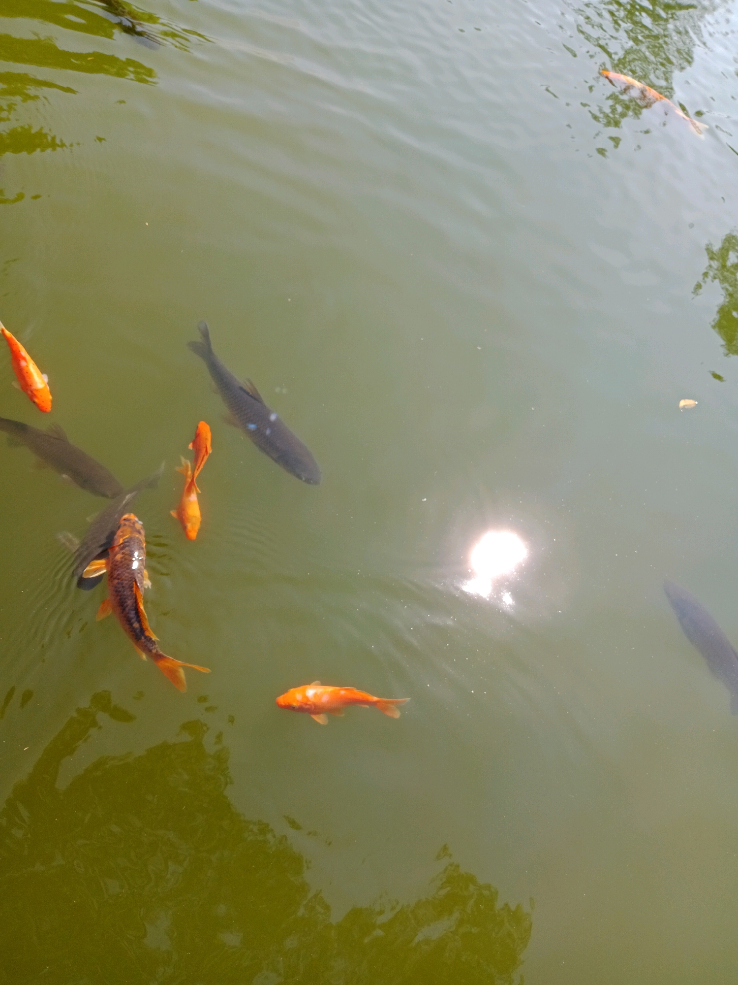 A school of fish, consisting of at least three orange koi and several dark-colored fish, swim in murky, greenish water. One large dark fish is visible in the upper right, and another is partially submerged in the mid-left. Two orange koi are prominent in the lower left and mid-right, while smaller orange koi are also present. The water's surface reflects sunlight in a bright glare near the center and shows ripples from the movement of the fish. The environment is an outdoor body of water, likely a pond or calm river, with vegetation casting shadows on the water's surface from the top. The scene is Tlogomulyo, Indonesia, within the city.