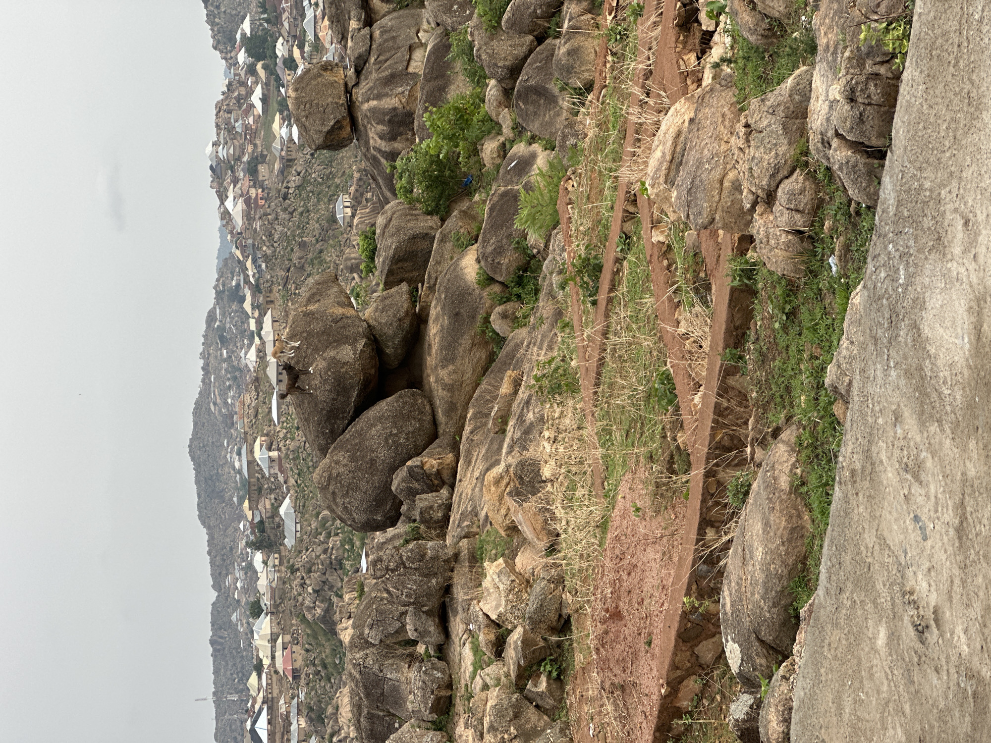 The image shows a rocky landscape in Jos, Nigeria, with a dense cluster of buildings visible in the background. Large boulders and smaller rocks cover the hillside, interspersed with patches of grass and vegetation. A dirt path or terrace runs through the rocky terrain. In the upper left corner, a town with a mix of rooftops is visible. The sky is overcast, suggesting a cloudy day. A dog is perched on one of the boulders, observing the landscape.