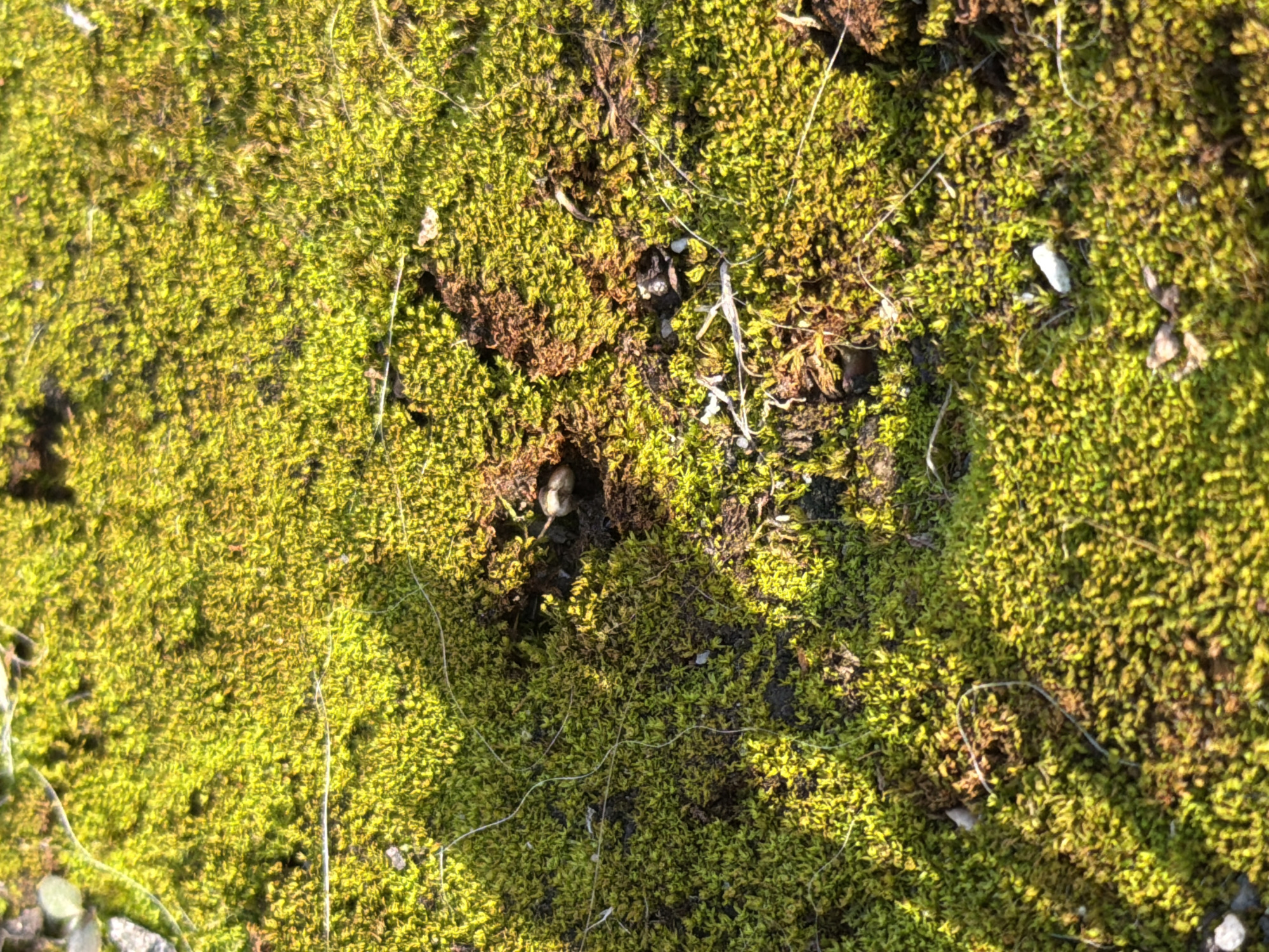 The image displays a close-up view of a patch of vibrant green moss growing on what appears to be a rough, uneven surface, possibly soil or rock. The moss is dense and textured, with individual stalks visible. Sunlight casts shadows across the moss, highlighting its unevenness and creating variations in brightness. Scattered throughout the moss are small, dark brown clumps, possibly soil or decaying organic matter. A few thin, white, thread-like objects, possibly dried grass or roots, are also visible intertwined with the moss. There are also a few small pebbles or stones embedded in the mossy surface. The overall impression is one of a natural, undisturbed outdoor environment. Without further context or visual cues, it is impossible to determine the specific location within the city of Kaliningrad, Russia.