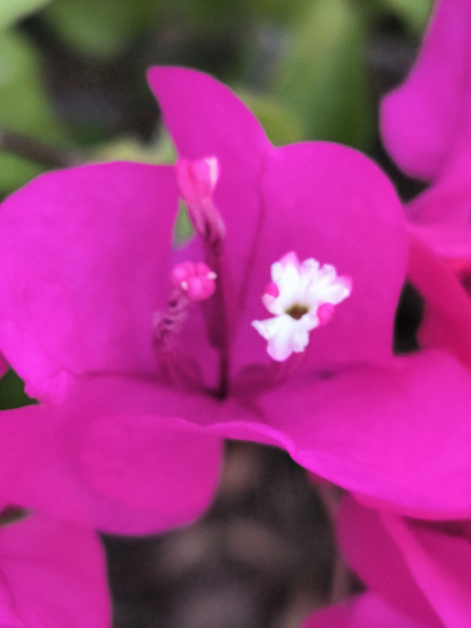 The image is a close-up, macro shot of a vibrant pink bougainvillea flower. The flower's petals are large and slightly wavy, with a glossy texture. In the center of the flower, a small, delicate white bloom with a brown center is visible. The background is blurred, suggesting a natural outdoor setting with green foliage and darker, earthy tones. The lighting appears to be natural, highlighting the bright pink of the petals and the subtle details of the inner flower. The image is focused on the intricate beauty of the flower, with no people or other significant objects present. This specific flower was found in the city of Lhokseumawe, Indonesia.
