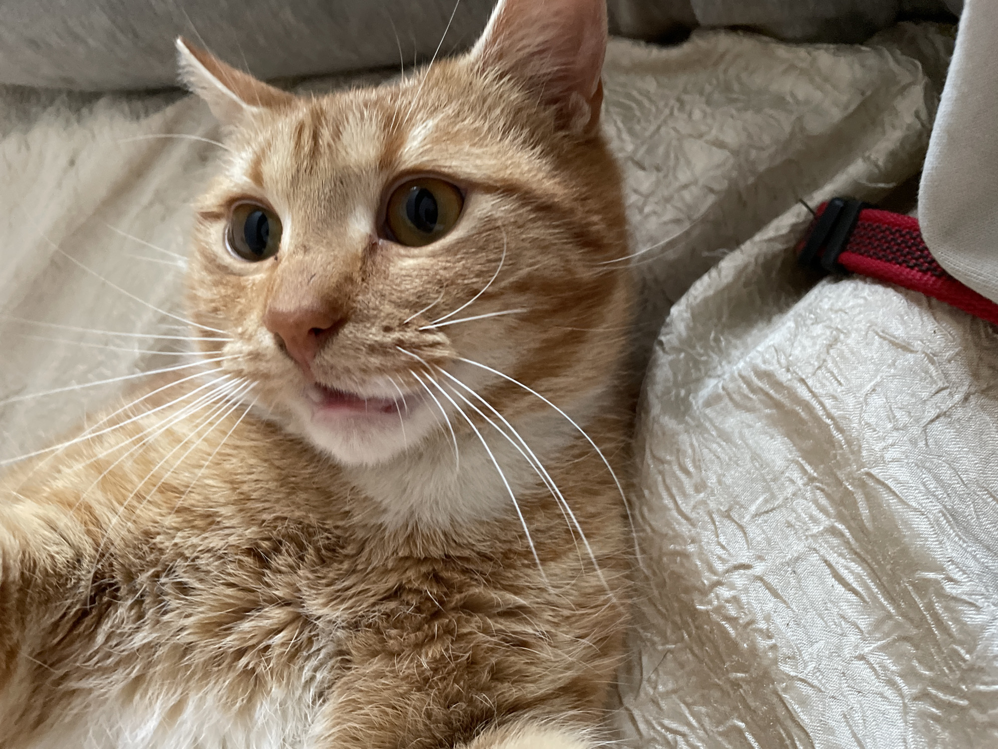 An orange tabby cat with yellow eyes and white whiskers is lying on a crumpled, textured off-white blanket. A red and black collar is visible on the right side of the image. The cat is looking slightly upwards. The location is not discernible from the image.