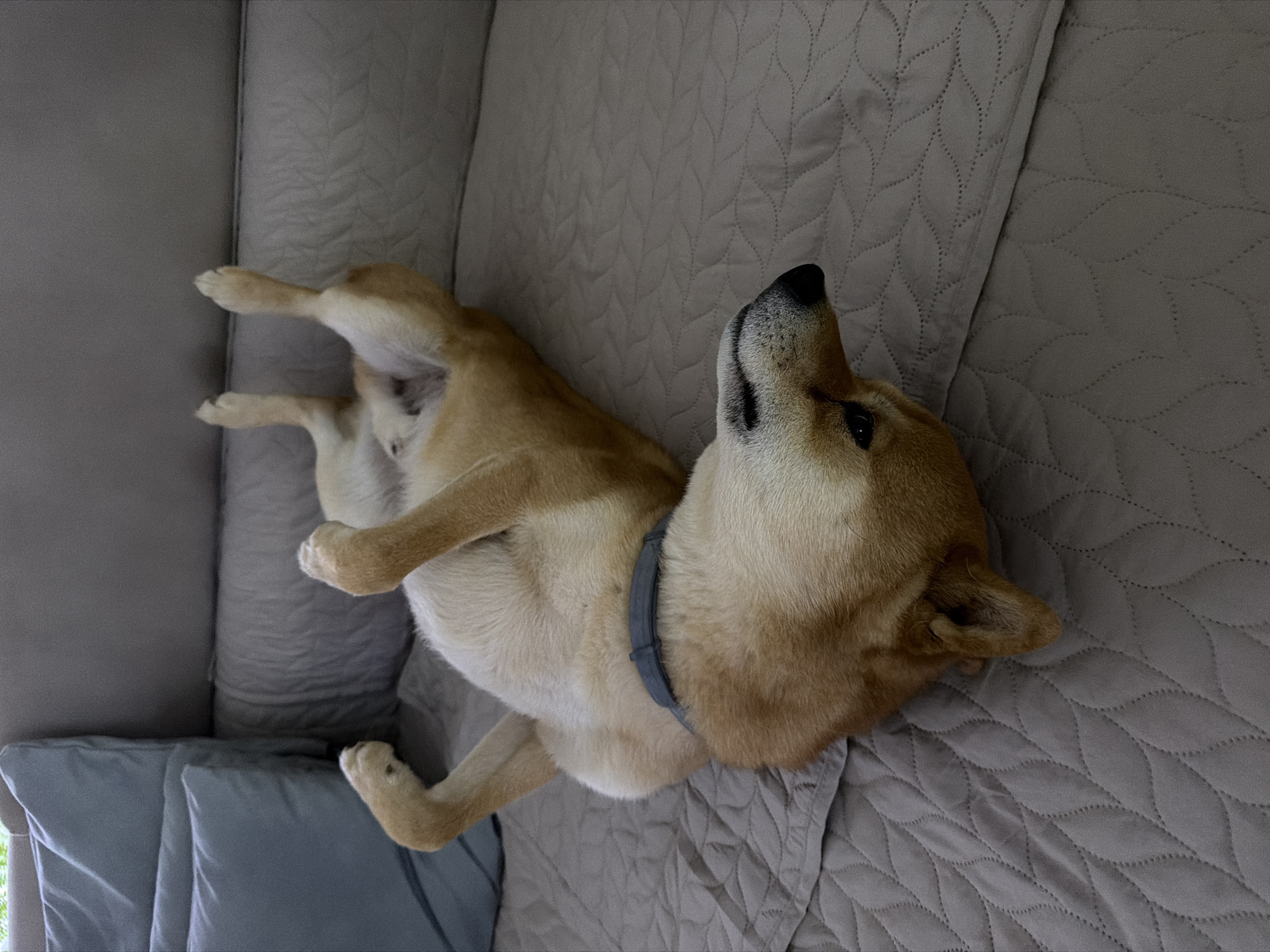 A Shiba Inu dog with a gray collar is lying on its back on a gray quilted sofa. The dog's head is turned upward, and its paws are in the air. The sofa is situated against a gray wall and some gray pillows are visible in the bottom left of the frame. The image was likely taken indoors. Location information provided is not present in the image.