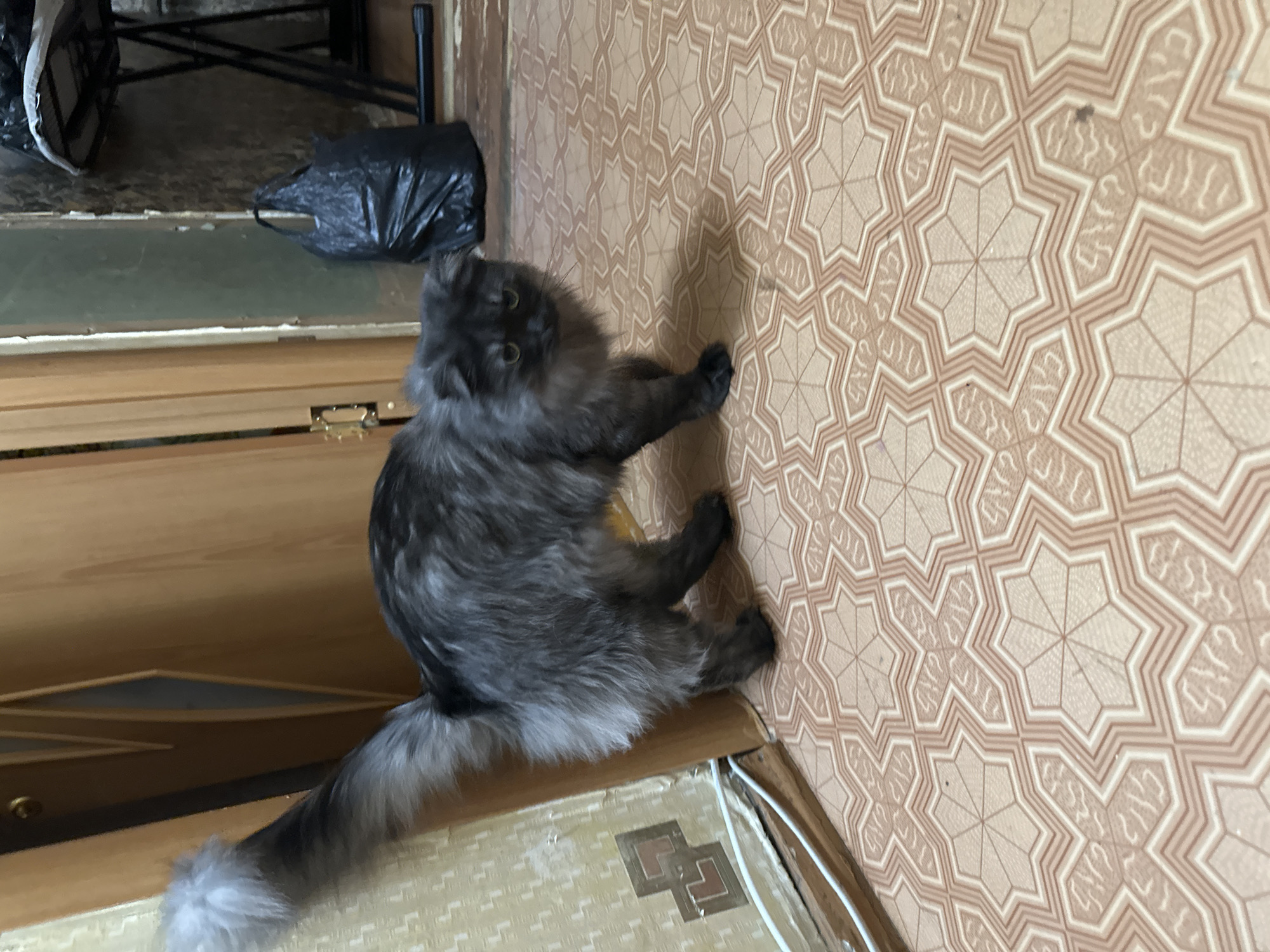 A fluffy, gray cat with green eyes is sitting on a wooden surface, looking up and to the left. Its fur is long and appears soft. The cat's tail is extended behind it, also covered in long gray fur. The background features a wall with a patterned wallpaper in shades of beige and brown, with a geometric design. To the left of the cat, there is a wooden door or cabinet. In the upper left corner, partially visible, are some objects, including a black plastic bag and what looks like part of a chair or table. The lighting suggests an indoor setting, possibly during the daytime. The cat's gaze and posture could indicate curiosity or alertness. There is no visible text in the image. The scene appears to be an indoor domestic environment.