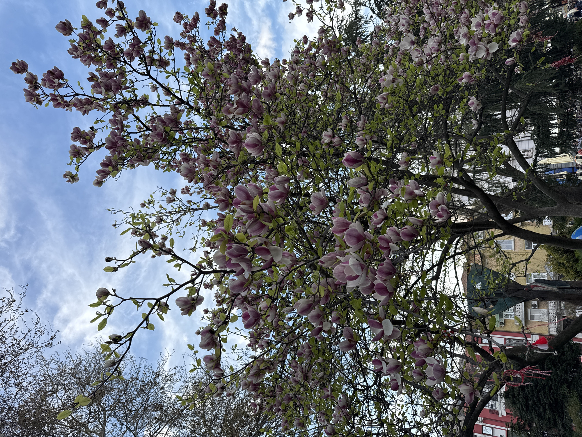 The image shows a flowering magnolia tree with large, pink and white blossoms filling the branches. The tree is in full bloom against a blue sky with scattered white clouds. The perspective is from below, looking upwards into the canopy. In the background, partially obscured by the tree, are buildings, indicating an urban setting. Based on the architecture, it is possible this photo was taken in Plovdiv, Bulgaria. The colors of the buildings are muted, with a mix of red, yellow and white. There are branches from other trees visible in the lower portion of the image, some with no leaves yet, suggesting early spring.