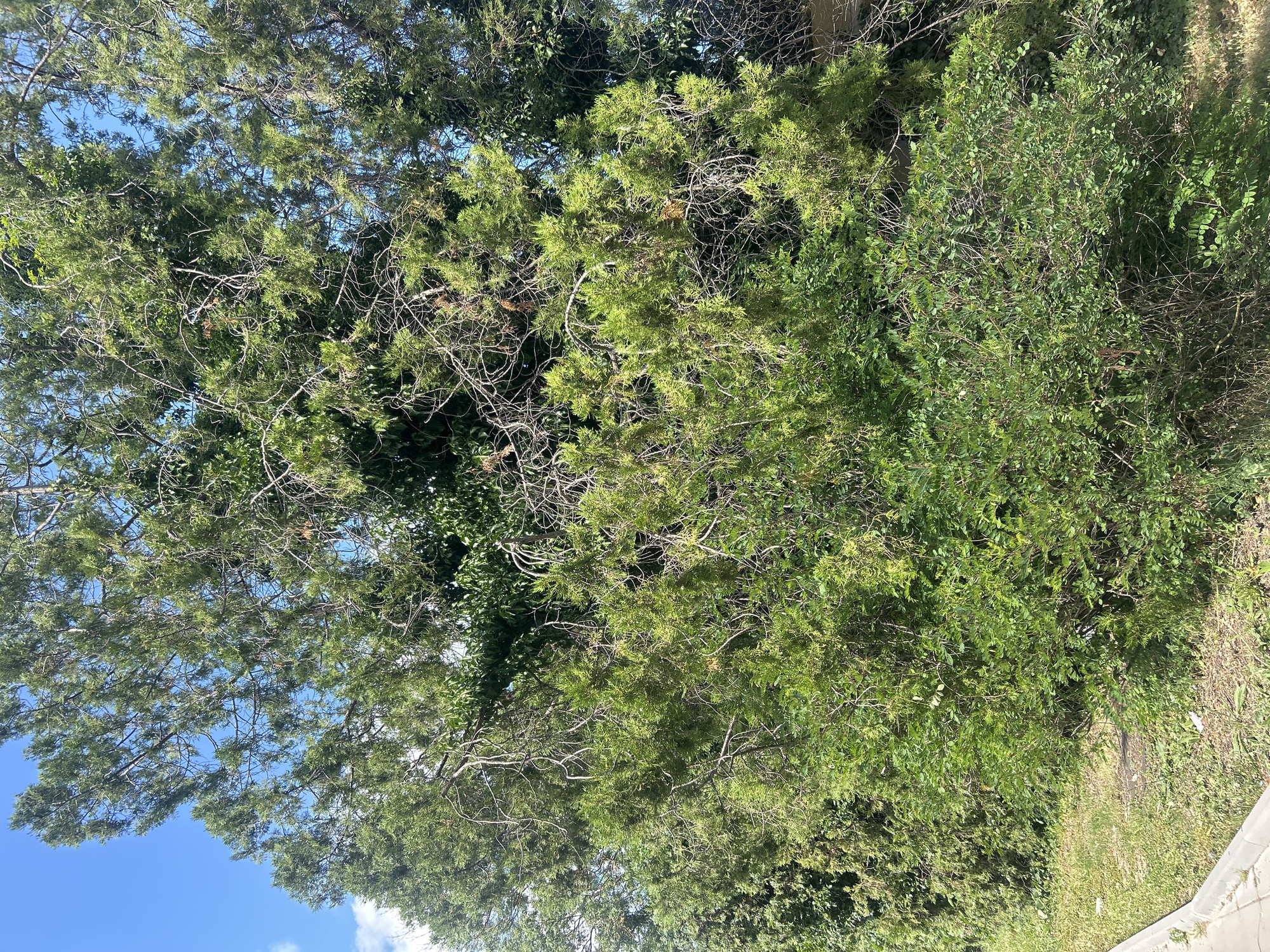 This media file displays a dense cluster of lush green trees and foliage, predominantly featuring pine trees with their characteristic needle-like leaves and tangled branches. The scene is dominated by various shades of green, ranging from the vibrant, lighter greens of new growth to the darker, deeper greens of mature leaves. The branches of the pine trees are visible, appearing somewhat sparse and twisted, interspersed with the thicker foliage of other trees and bushes.
The bright blue sky can be seen peeking through the gaps in the canopy, suggesting a clear day with good visibility. A few wisps of white clouds are also present in the sky. The sunlight filtering through the leaves creates a dappled effect, highlighting the textures and depths of the vegetation.
The ground beneath the trees is not clearly visible, but the overall impression is one of abundant natural growth, possibly in a wooded area, a park, or along a roadside. The perspective is looking upwards into the trees from a lower vantage point. There is no indication of human presence, specific objects, or any text within the image. The time of day appears to be daytime, likely late morning or early afternoon, given the brightness of the sky and the quality of the light. The overall mood conveyed is one of natural tranquility and the richness of plant life.