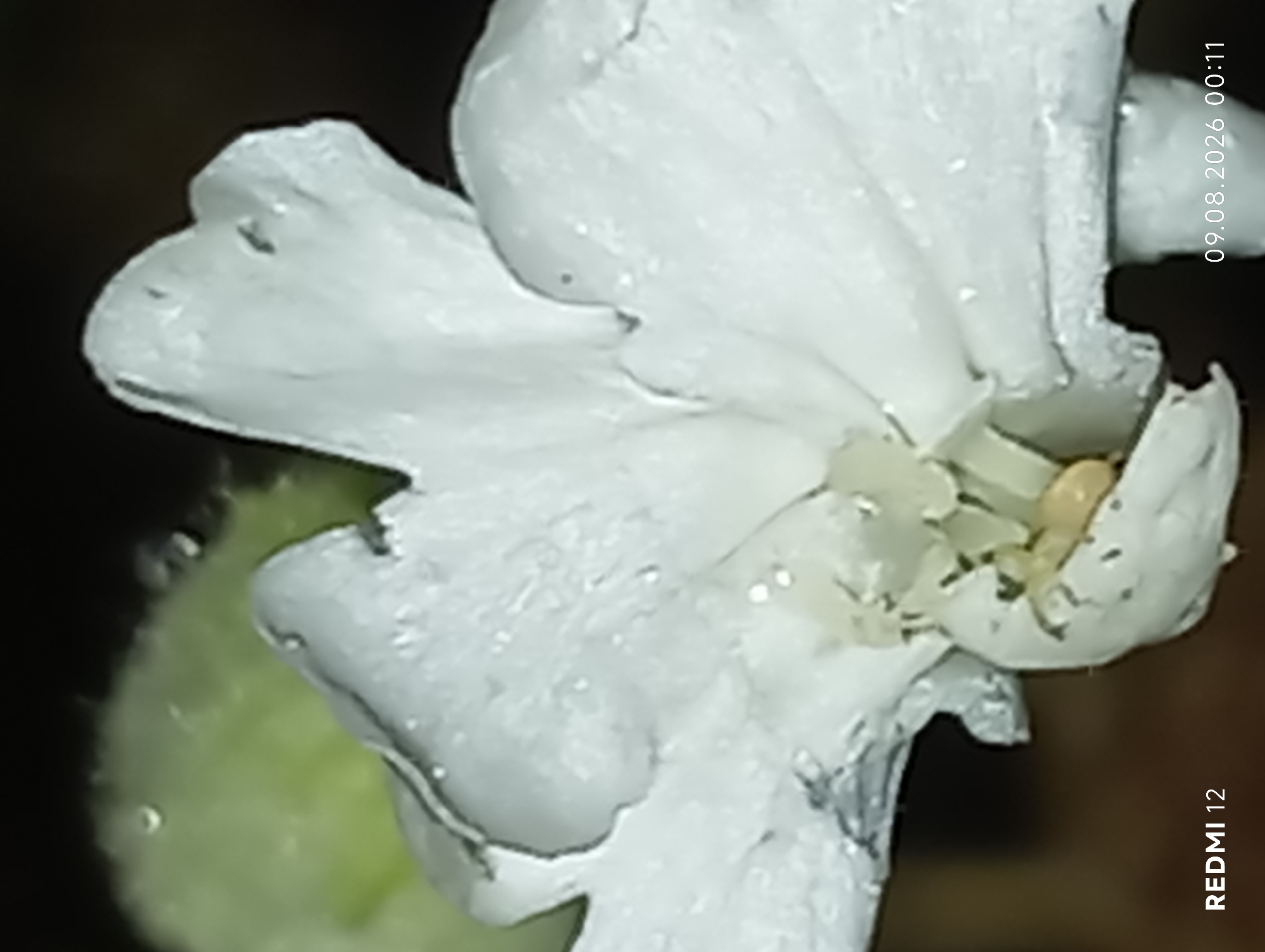 The image shows a close-up of a white flower, possibly a petal, with water droplets on its surface. The flower appears to be delicate and slightly damaged, with irregular edges. In the center of the flower, a small, light-brown insect is visible. The background is dark and out of focus, suggesting a shallow depth of field. The bottom left corner of the image displays the text "REDMI 12," and the bottom right corner shows the date and time "09.08.2026 00:11." No specific location in Smila, Ukraine, can be identified from this image.