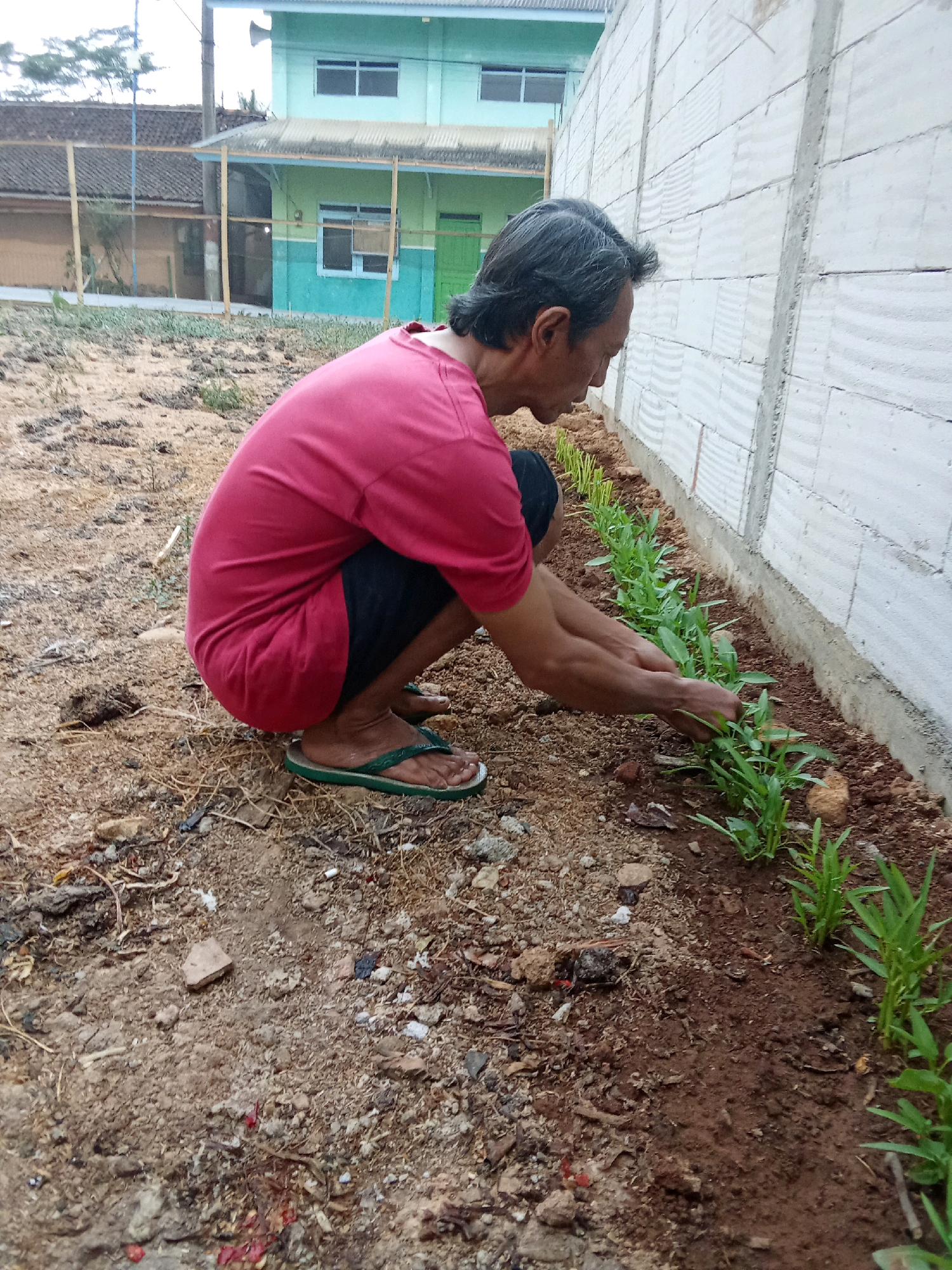 An Indonesian man with graying hair is crouching next to a row of young plants, tending to them. He is wearing a red t-shirt and dark shorts, with green flip-flops on his feet. The plants are growing in a narrow strip of tilled soil next to a white cinder block wall. In the background, a light green and blue building with windows and a fence can be seen. The ground is a mixture of dirt, sand, and small debris. The scene appears to be outdoors in a residential or agricultural area.