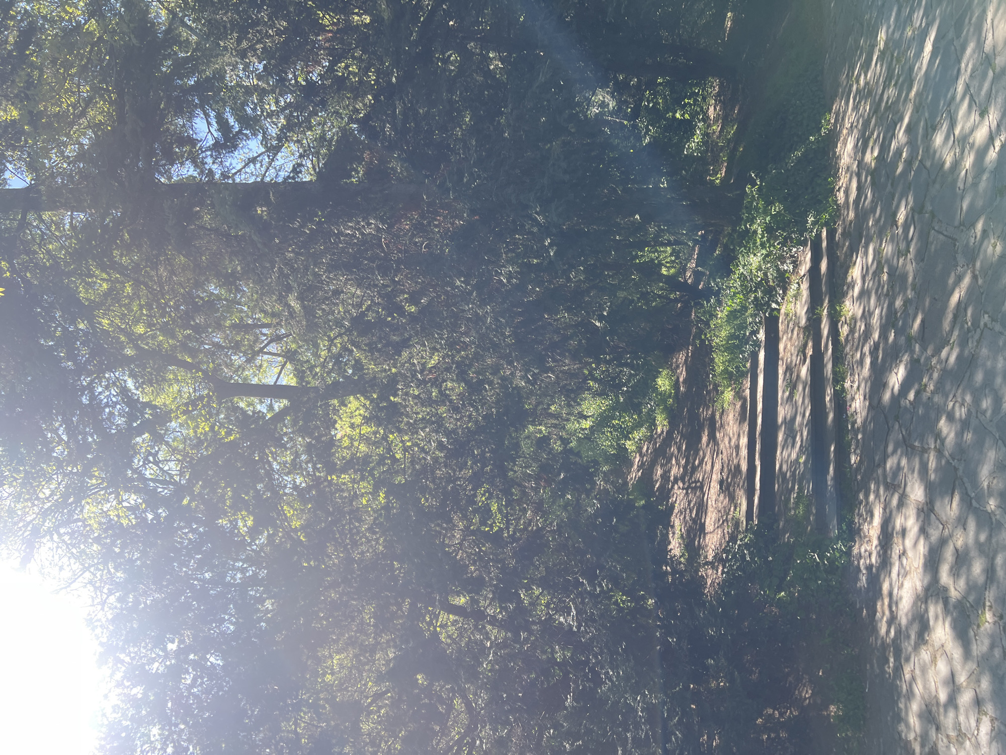 The image shows a path in a shaded area. The path is made of stone slabs and is partially illuminated by sunlight filtering through the dense foliage of trees overhead. The area is overgrown with vegetation on both sides of the path. A bright light source is visible in the lower left corner. It is likely that this scene is found in a park or forested area within the city of Plovdiv, Bulgaria.