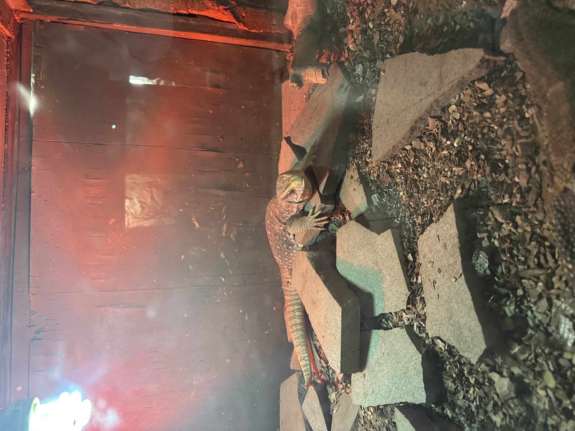 The image shows a lizard on a cracked stone surface. The lizard is partially positioned along a wooden wall. The surface around the stone is covered in leaf litter. The lizard has patterned scales and a long tail. There is a red light source in the scene, likely a heat lamp. The location is unknown.