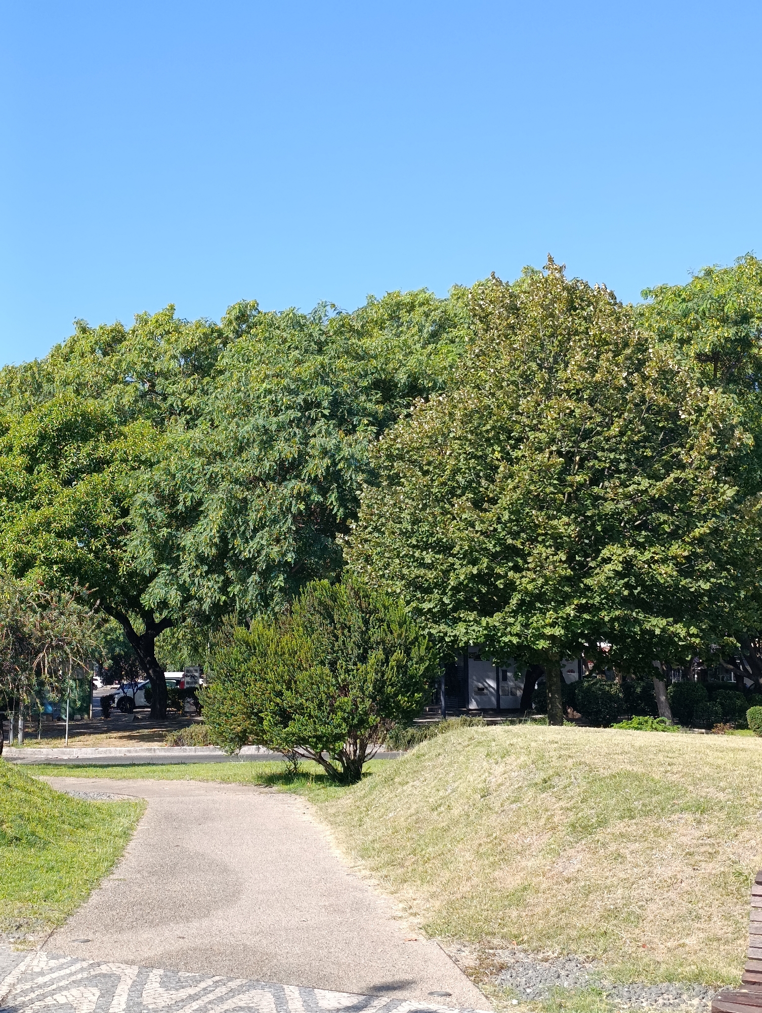 The image depicts a public park on a clear, sunny day with a bright blue sky. In the foreground, a paved pathway curves to the left, bordered by green grass on the left and a dry, yellow-green grassy slope on the right. The pathway is made of aggregate material. The foreground also shows a section of decorative mosaic pavement on the far left.
Behind the pathway, a dense line of trees forms the backdrop. These trees vary in size and leaf color, with some appearing a deep green and others showing lighter, yellowish-green hues. A small, bushy evergreen shrub is prominent in the middle ground, just to the right of the pathway's curve.
In the background, through gaps in the foliage, there are glimpses of buildings and parked vehicles. The overall scene suggests a well-maintained urban park environment, likely in a temperate climate, given the deciduous nature of some of the trees. The lighting indicates it is daytime, with the sun casting shadows. The image does not contain any identifiable people or specific landmarks that would pinpoint its exact location in Setúbal, Portugal, other than the general description of a city park.