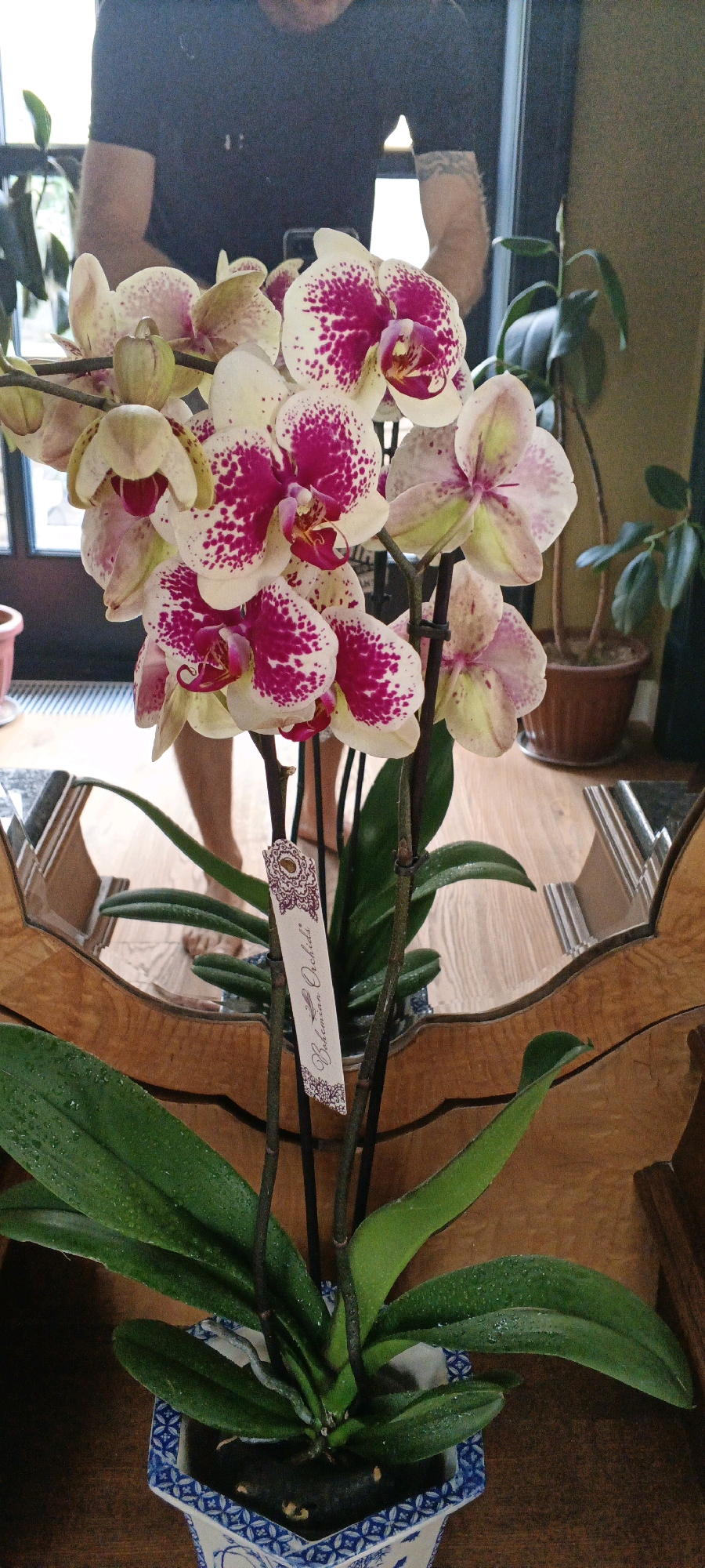 A close-up, eye-level, medium shot captures a potted orchid plant with white petals speckled with vibrant pink, set against a blurred background that includes a reflection in a mirror and a hint of a person. The orchid has multiple blooms and buds on dark stems, with large green leaves at the base. A decorative tag with the text "Bohemian Orchids" is attached to one of the stems. The plant is in a blue and white patterned ceramic pot. The background shows a wooden floor and furniture, and a partial reflection of a person wearing a dark t-shirt, with tattoos visible on their arm. The overall scene suggests an indoor setting, possibly a home or shop, in Tashkent, Uzbekistan.
