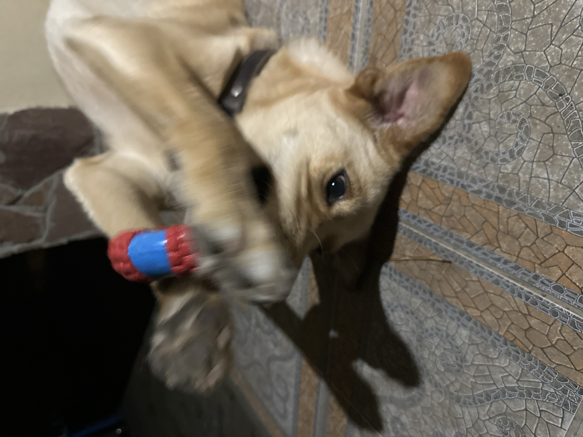 A light-colored dog, possibly a Labrador mix, is lying on its back on a tiled patio, playing with a blue and red chew toy. The dog is a medium-sized breed with floppy ears and a dark collar. Its fur is short and appears to be a golden or light brown color. The toy is cylindrical with red ends and a blue middle section. The dog's paws are raised, and one is partially obscuring its face as it interacts with the toy. The background is dimly lit, with some stone work visible, suggesting an outdoor or covered outdoor setting. The patio tiles are patterned with a mosaic-like design in shades of beige and grey. The scene is likely captured at night or in low-light conditions. The location is identified as Sochi, Russia.