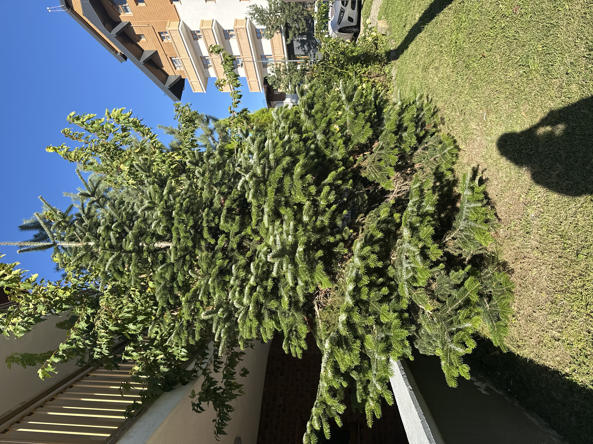 A tall evergreen tree, likely a fir or spruce, dominates the foreground of the image, its dense branches reaching upwards and outwards. Interspersed with the evergreen are lighter green leaves of a deciduous tree. To the left of the evergreen, a white structure with horizontal slats is visible, casting strong shadows. Behind the trees, a modern apartment building with a wooden facade and balconies can be seen against a clear blue sky. The building appears to have multiple stories and windows with balconies. Further in the background, a white car is parked next to a grassy area and some greenery. The sun is shining brightly, casting long shadows from the trees and the photographer onto the grass, suggesting it is daytime. The scene appears to be an outdoor setting, possibly a residential area or park, with the apartment building indicating an urban or semi-urban environment. The overall mood is bright and sunny, with a sense of natural growth juxtaposed with modern architecture. No text is visible in the image.