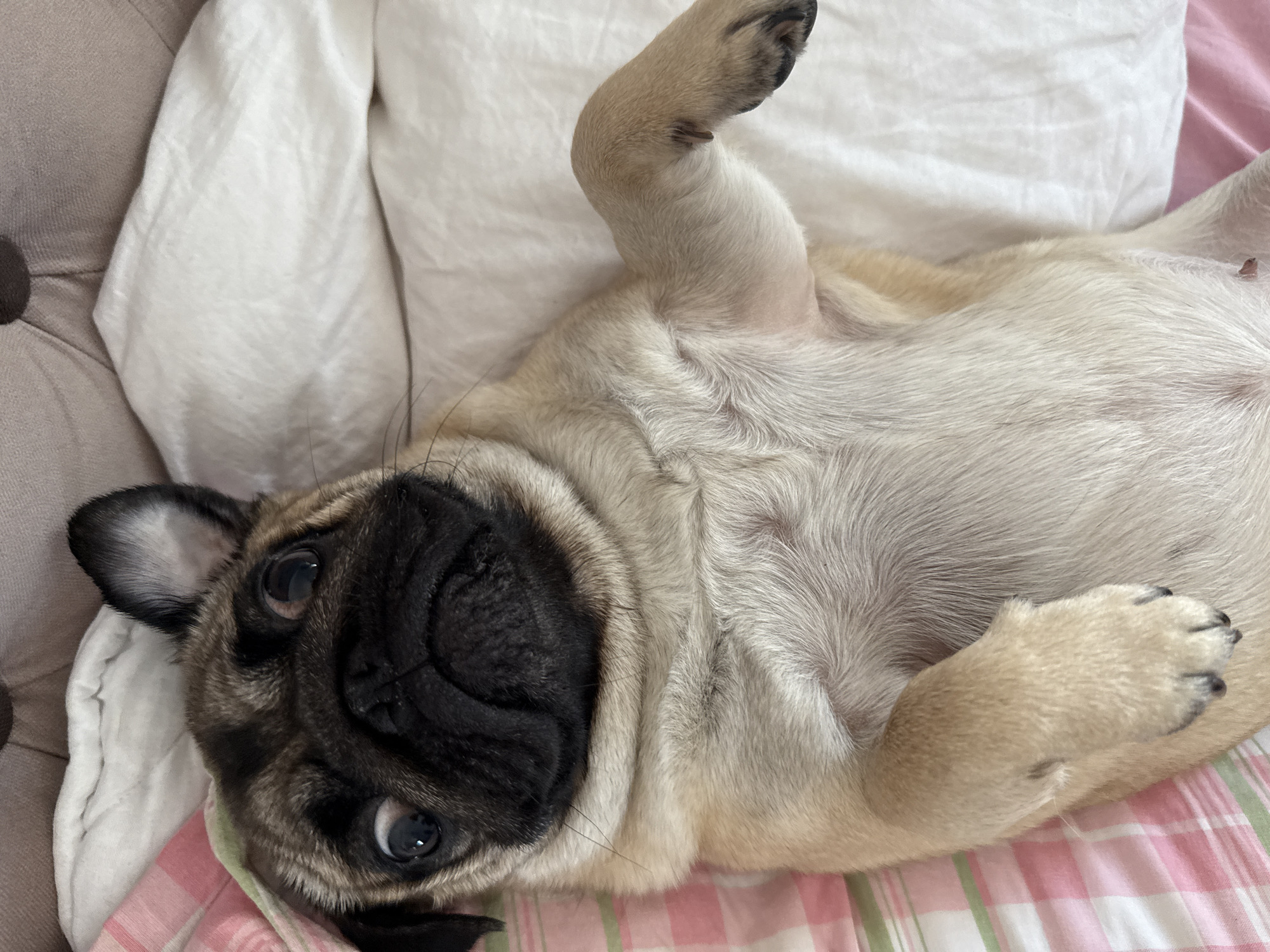 The image shows a pug lying on its back on a bed. The pug has a fawn-colored coat with black markings on its face and ears. Its eyes are wide and appear to be looking directly at the camera. One of its front paws is raised in the air. The pug is lying on a white sheet, and a pink and white striped blanket is visible underneath. The background is slightly blurred, but it appears to be a soft, upholstered surface, possibly the headboard of a bed. The lighting suggests it might be daytime, with soft, natural light illuminating the scene. The pug's expression is curious and relaxed, as if it is enjoying being comfortable. There is no visible text in the image.