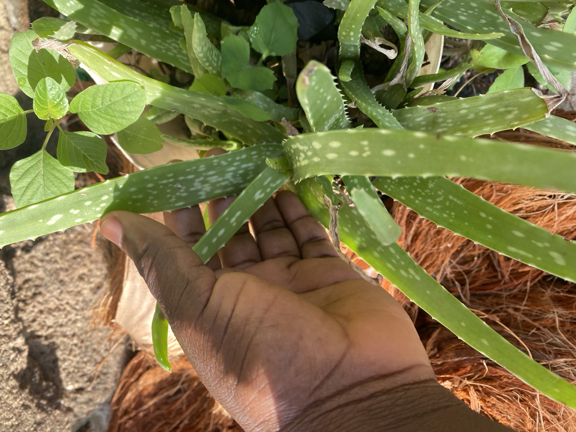 A close-up shot depicts a human hand resting amidst an aloe vera plant. The aloe vera is characterized by its green, speckled leaves with small, pointed serrations along the edges. The hand, with a dark complexion, appears to be touching or holding the plant. The background reveals other green plants, including one with rounded leaves, growing together in what appears to be a pot or container, possibly filled with coconut husk. The location is Maigizo, Nigeria.