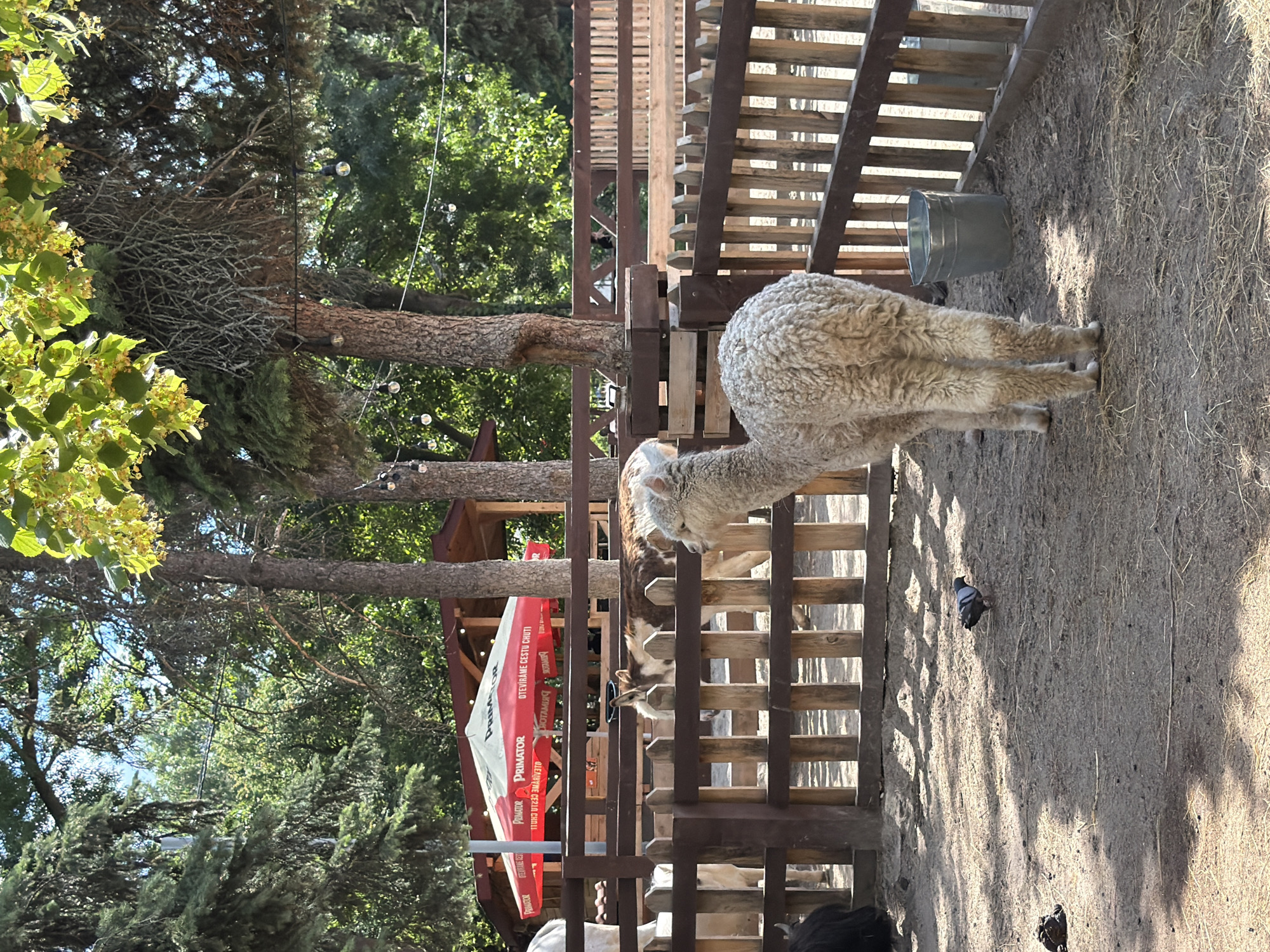 The image depicts an outdoor enclosure at a zoo or animal park, likely in Sofia, Bulgaria, given the context provided. In the foreground, a light-colored alpaca stands facing away from the camera, its fluffy fleece prominent. To its left, a pigeon is pecking at the dusty ground, near a pile of dark, round droppings. A silver bucket filled with water is positioned near the alpaca and the wooden fence.
Behind the alpaca, a wooden fence separates it from other animals, including at least two donkeys. The enclosure is situated in a park-like setting with numerous mature trees providing shade. In the background, a red and white umbrella advertising "PRIMATOR" is visible, suggesting a concession or seating area. Structures resembling open-air kiosks or shelters are also present. The overall impression is that of a sunny day at an animal attraction.