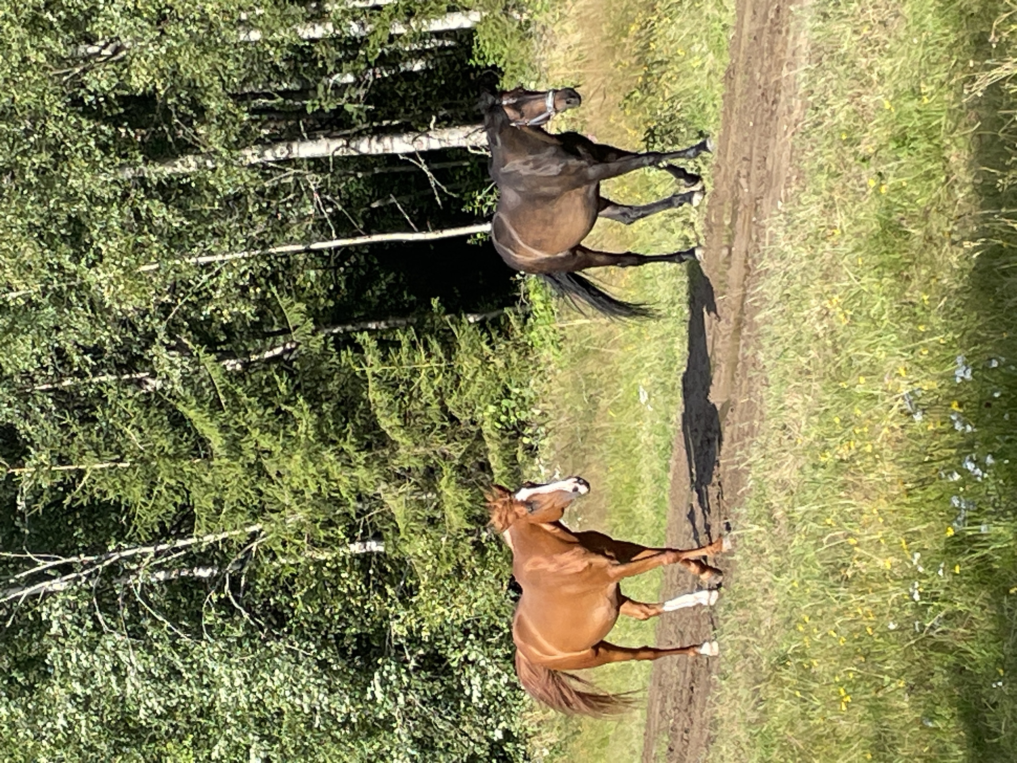 Two horses, one chestnut and one dark bay, walk on a dirt path in a grassy field bordered by a dense forest. The chestnut horse, on the left, has a white blaze on its face and white markings on its legs. The dark bay horse, on the right, wears a blue halter. The background features a variety of trees, including birches and evergreens, with dappled sunlight filtering through the foliage. The ground is uneven, with patches of mud and dry earth. The overall setting suggests a rural or natural environment, potentially a park or a nature reserve. The image was taken in the city of Svetlaya, Russia.
