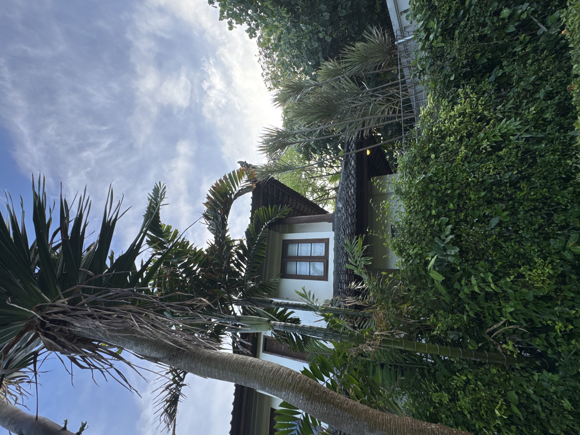 A vibrant, upward-angled view captures a house nestled amidst lush tropical vegetation against a bright, cloudy sky. The scene is set outdoors during daylight hours, likely late morning or early afternoon, characterized by soft, diffused sunlight.
In the foreground and midground, several large palm trees with thick, textured trunks and broad green fronds dominate the lower and left portions of the frame, reaching towards the sky. Their robust presence suggests a tropical climate.
Towards the center-right, a light-colored building, possibly a house or a resort structure, is partially visible. It features a distinctive dark-tiled roof and a prominent wooden-framed window with multiple panes. The architectural style appears traditional or resort-like, typical of warm, tropical regions.
Dense, verdant green foliage and bushes form a significant backdrop, particularly on the right side of the image, where they almost completely envelop parts of the building and extend upwards, contributing to the rich, natural environment. Various other smaller trees and plants are interspersed throughout.
The sky, visible in the upper sections and through gaps in the tree canopy, is a light blue adorned with scattered white, wispy clouds, indicating fair weather. No individuals or specific activities are depicted, contributing to a serene and tranquil atmosphere. There is no visible text in the image. The abundance of tropical plant life and the architectural style are consistent with the provided location context of Kuta Selatan, Indonesia.