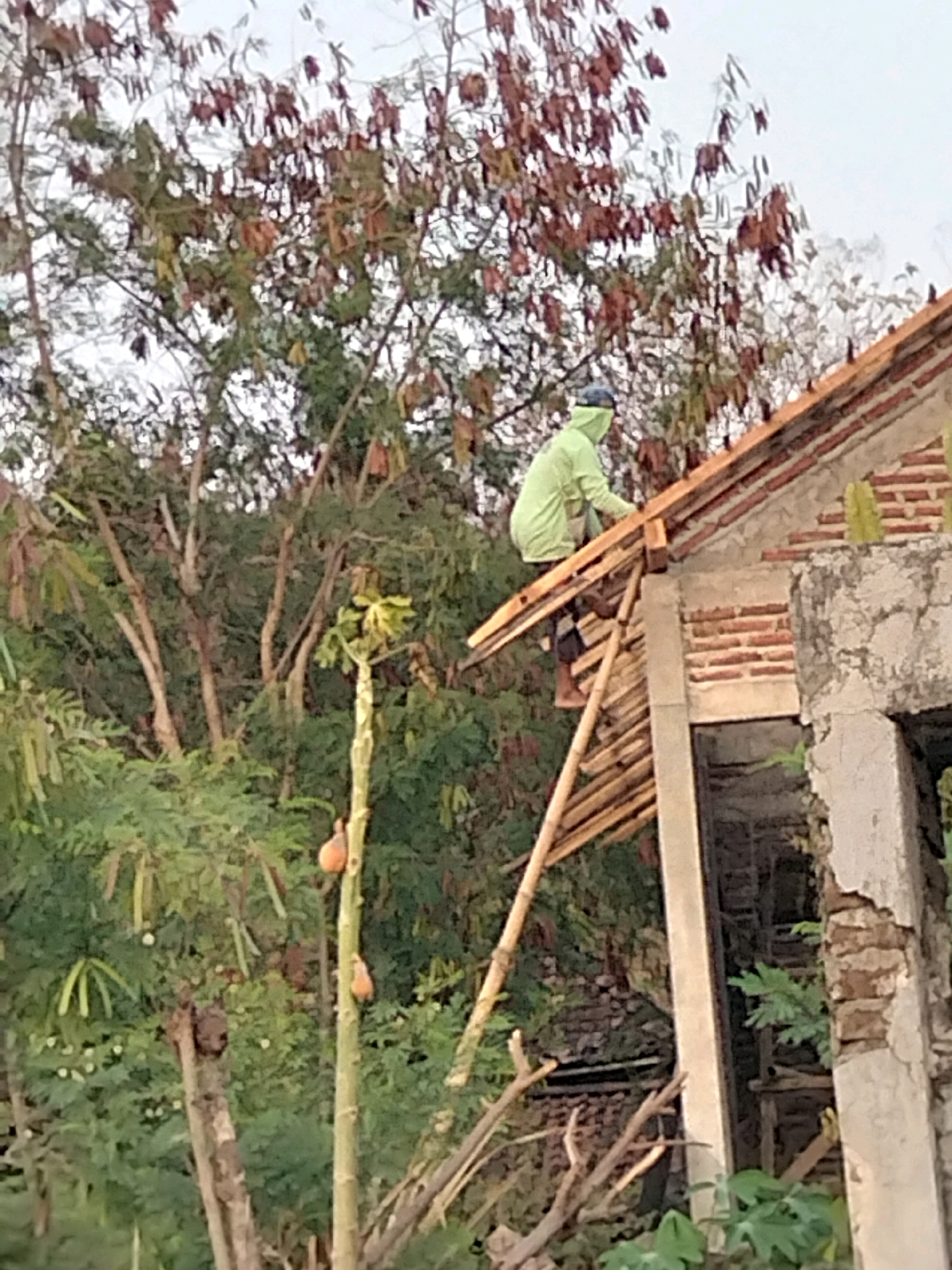 A person, dressed in a light green hooded jacket and dark pants, is on the roof of a partially constructed building. The building appears to be made of brick and concrete, with exposed brickwork and unfinished walls. The roof is framed with wooden beams and some tiles are already laid. The person is leaning over the roof, appearing to be working. In the foreground, there is a tall plant with orange fruit hanging from it, possibly a papaya tree. The background is filled with lush green foliage and trees, some with reddish-brown leaves. The sky is overcast. The scene suggests an outdoor construction site in a semi-rural or tropical environment, possibly in the city of Jenangan, Indonesia.