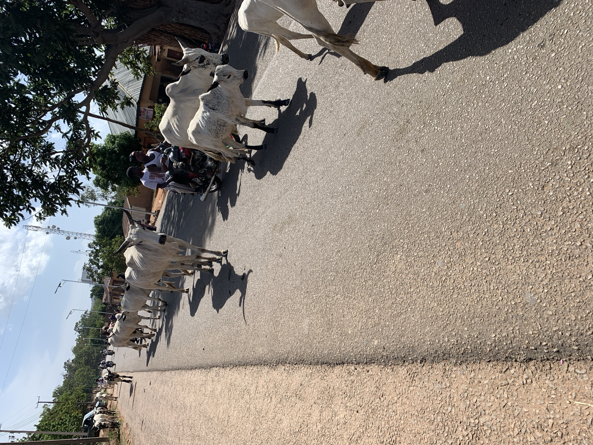 The image shows a herd of white cattle walking on a paved road in Vom, Nigeria. A few people on motorcycles are moving alongside the herd. The area appears to be partly urban with trees and utility poles visible along the road.