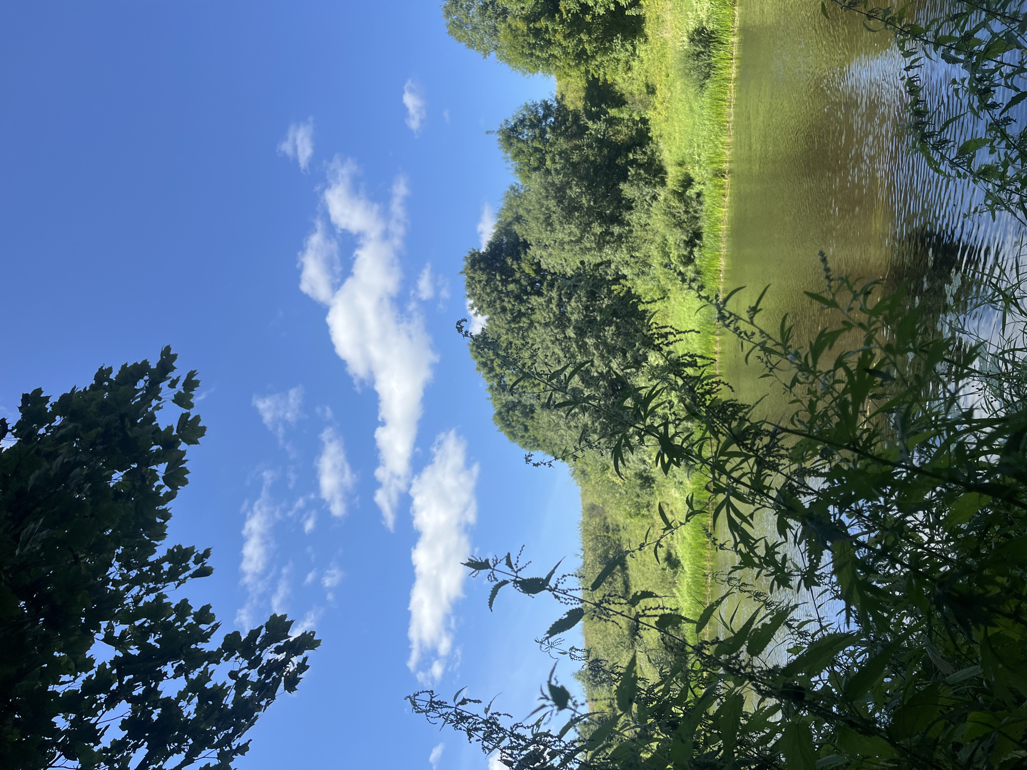 A serene natural landscape unfolds under a bright blue sky dotted with white, fluffy clouds. In the foreground, dark green foliage, possibly nettles, frames the scene, with some leaves and stems silhouetted against the brighter background. Beyond the foliage, a calm body of water, likely a river or lake, reflects the sky and the surrounding greenery. The water's surface is textured with gentle ripples. The far bank is lush with vibrant green grass and a dense line of trees, their leaves appearing as a solid mass of green. The trees range in shade from a lighter, sun-drenched green on the higher slopes to deeper greens in the shadows. The overall impression is one of a peaceful, unpopulated natural environment in the Германавіцкі сельскі Савет region of Belarus.