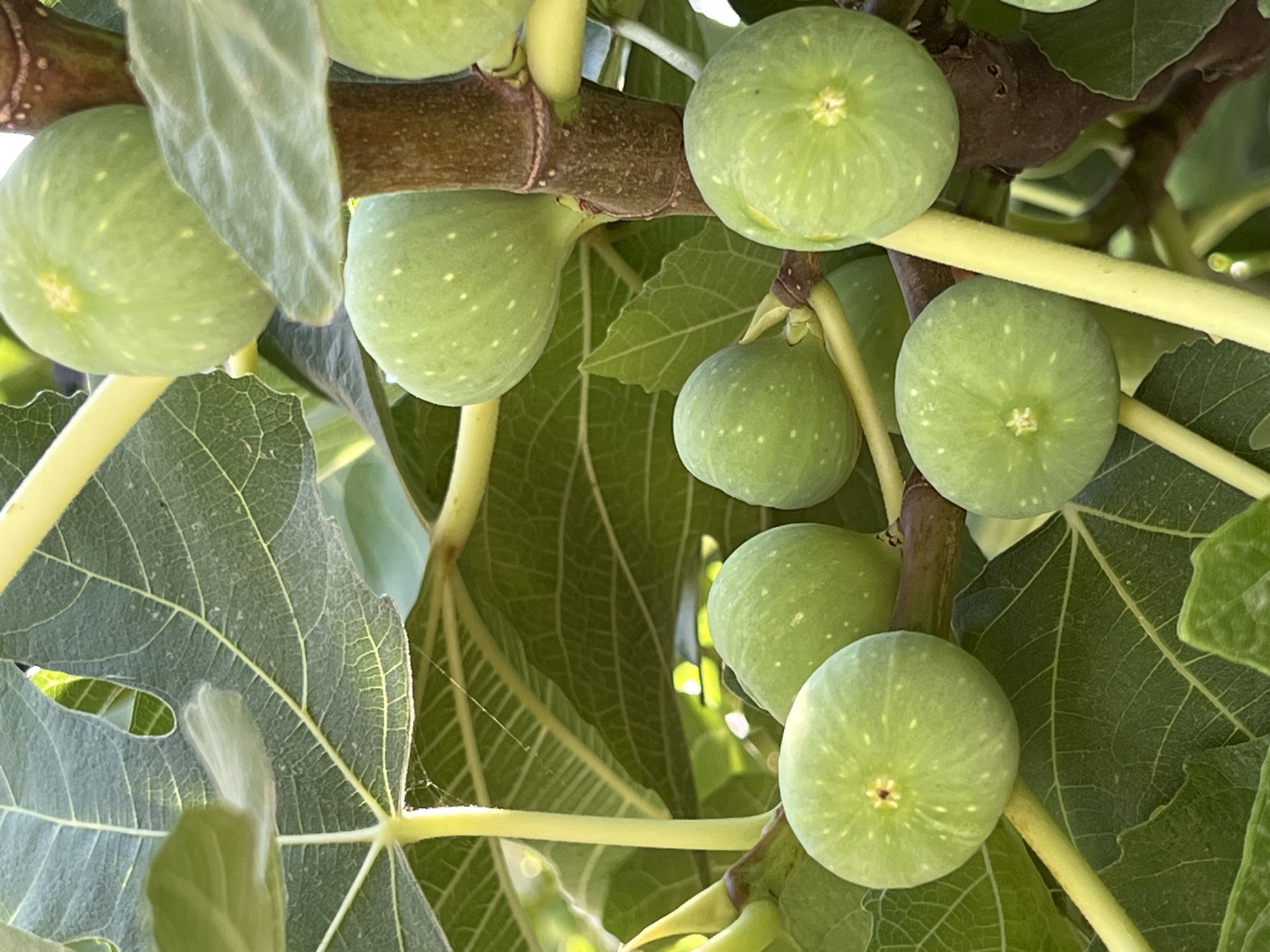 A cluster of unripe green figs hangs from a tree, interspersed with large, veined green leaves. The figs are round and dotted with small white speckles. Some of the figs are in sharp focus, while others are slightly blurred. The tree has a brown, textured bark. The background consists of more green leaves and stems, with some areas of dappled sunlight suggesting an outdoor setting. The image was taken in Antalya, Turkey.